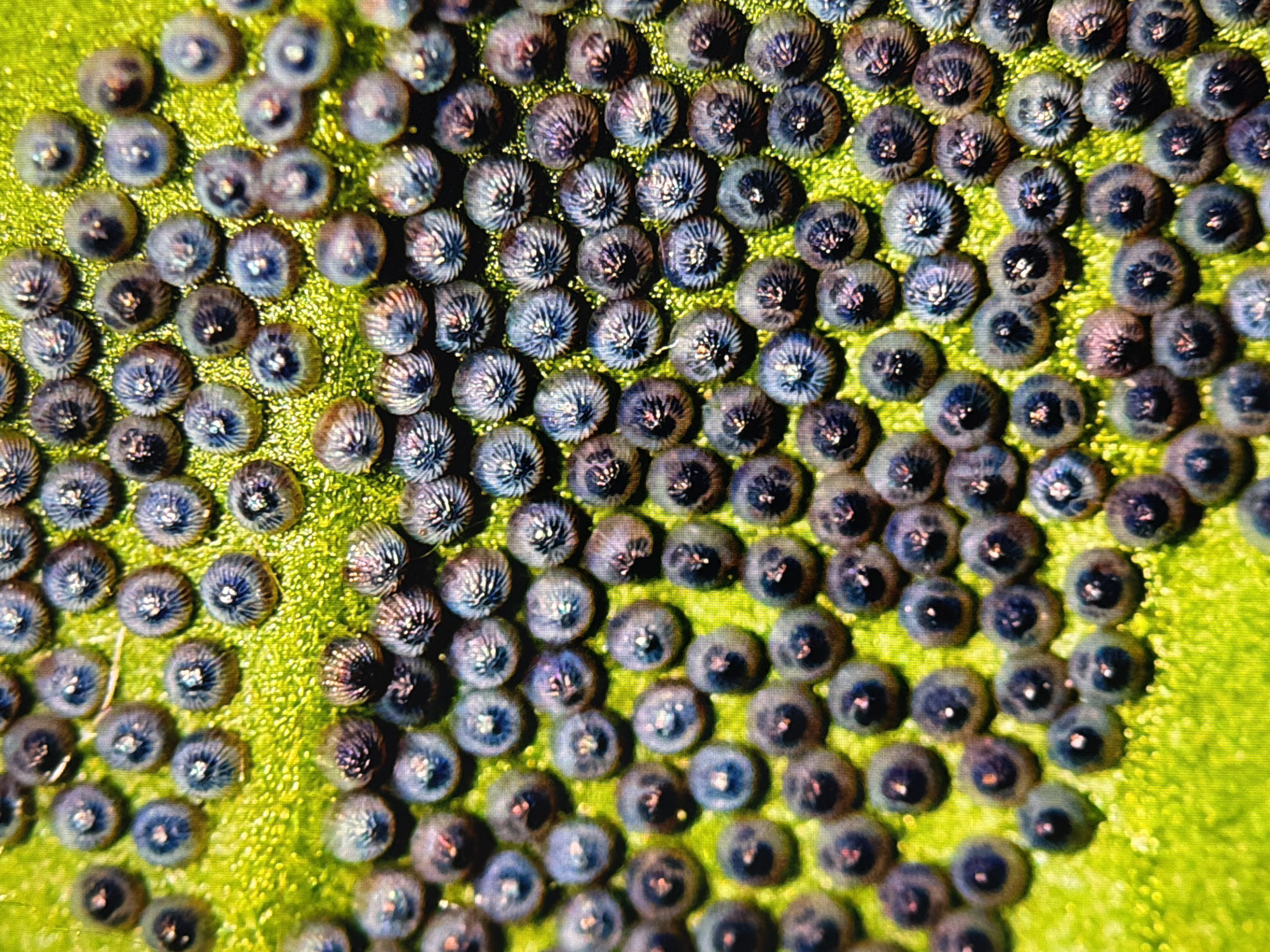 The image shows a close-up, macro view of a cluster of numerous small, round, dark-colored objects, possibly insect eggs, arranged in a dense pattern on a textured, bright green surface. The objects have a ribbed or segmented appearance. The background appears to be a leaf or plant material, with a granular texture. The lighting is bright and even, highlighting the details of the objects. There is no identifiable location within the city of Kyiv, Ukraine, or any indication of human activity. The scene is static and devoid of any action.