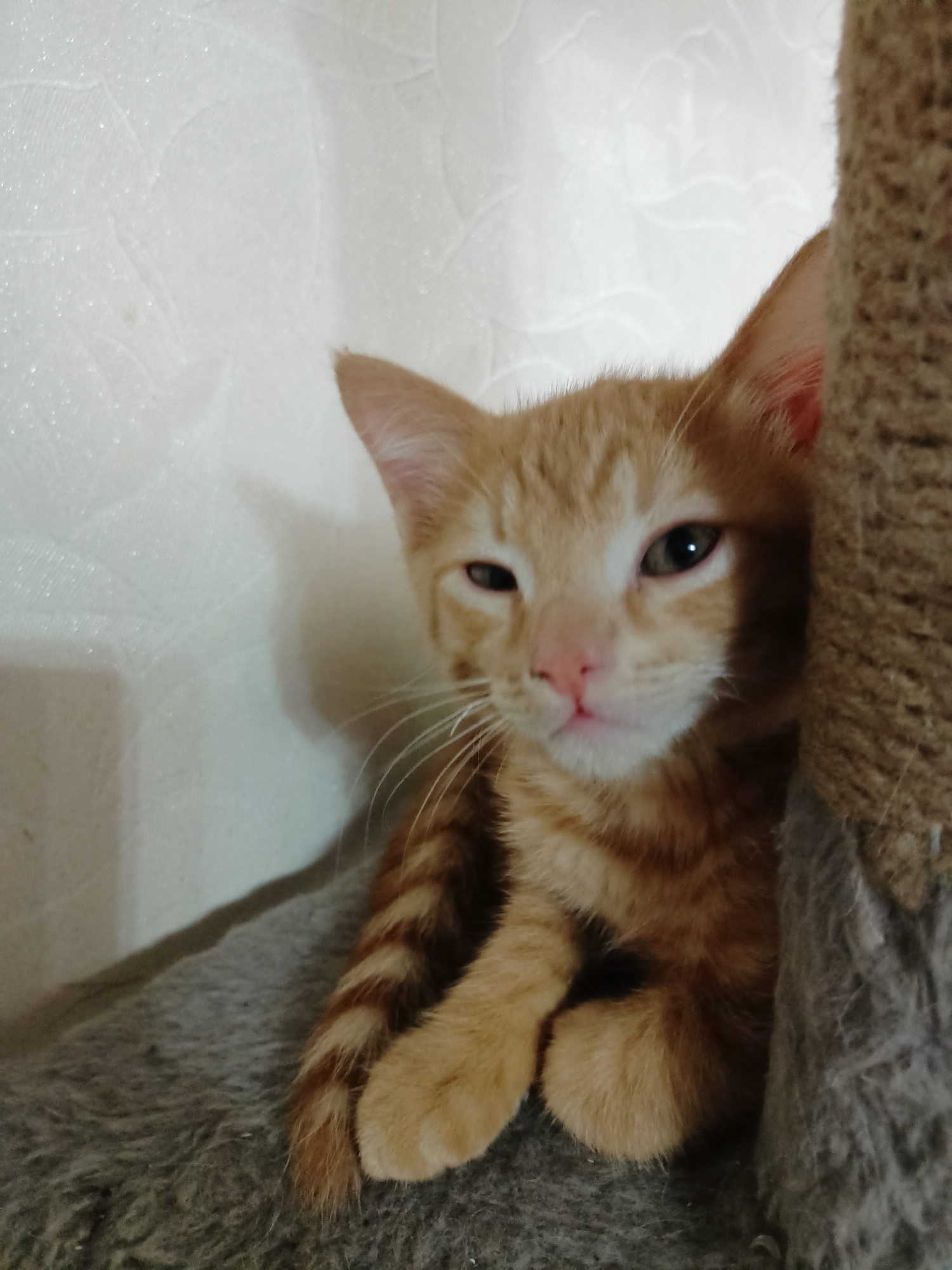 A ginger kitten with striped fur is nestled next to a scratching post on a textured surface, possibly a pet bed or a sofa. The kitten is looking towards the camera with its eyes partially closed, giving it a sleepy or relaxed appearance. Its pink nose and white whiskers are clearly visible. The background is a white wall with a subtle textured pattern. The lighting suggests an indoor environment, possibly a home in Almaty, Kazakhstan. The image is a close-up, focusing on the kitten and its immediate surroundings.