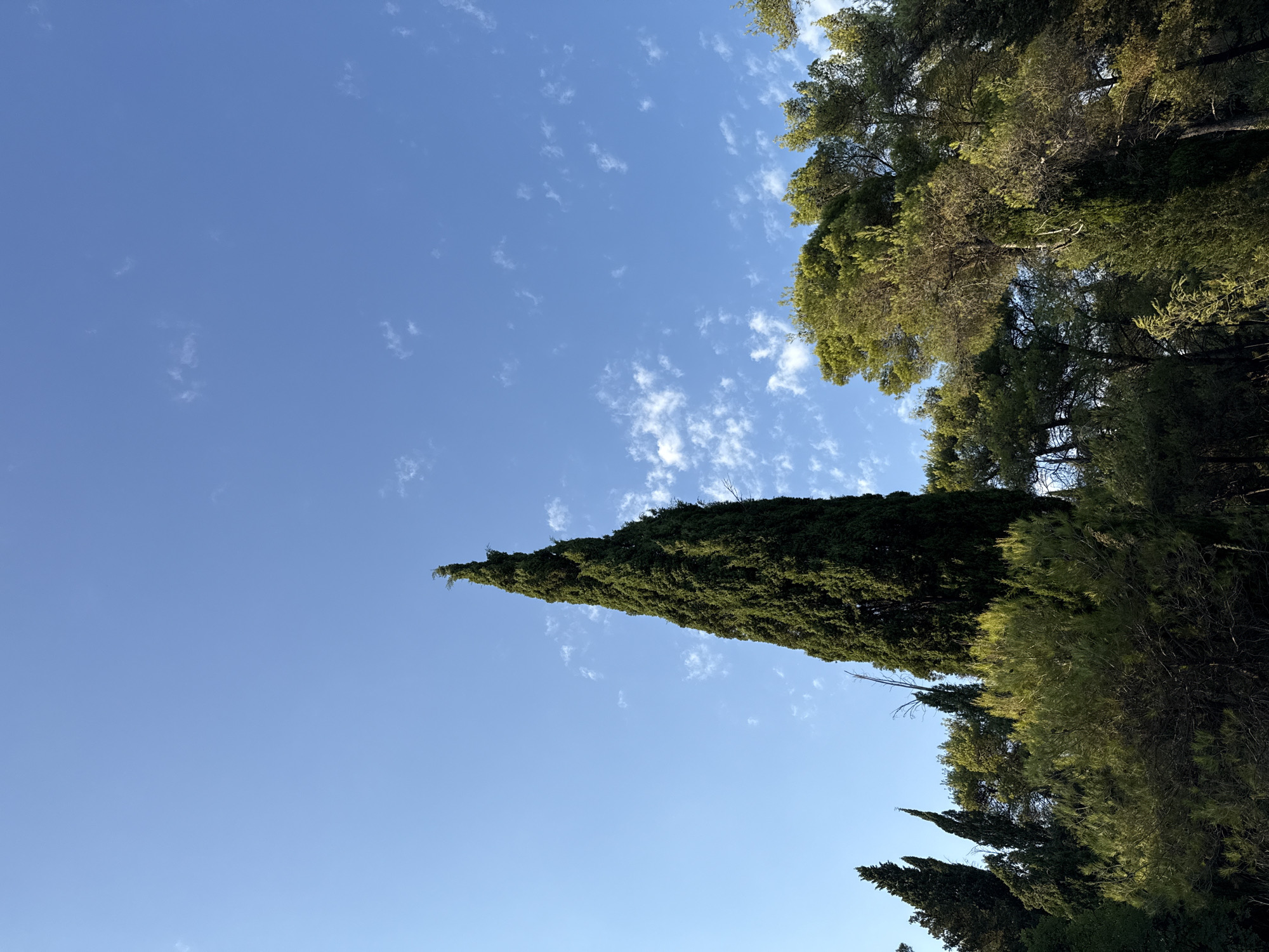 An upward view of a clear blue sky with scattered white clouds over a dense forest of evergreen trees. A tall, slender cypress tree stands prominently in the center of the frame, its dark green foliage reaching towards the sky. To the right, a cluster of pine trees with lighter green needles are visible, their branches spread wide. The lower portion of the image is filled with the tops of various trees, creating a lush green canopy. The scene appears to be an outdoor natural environment.