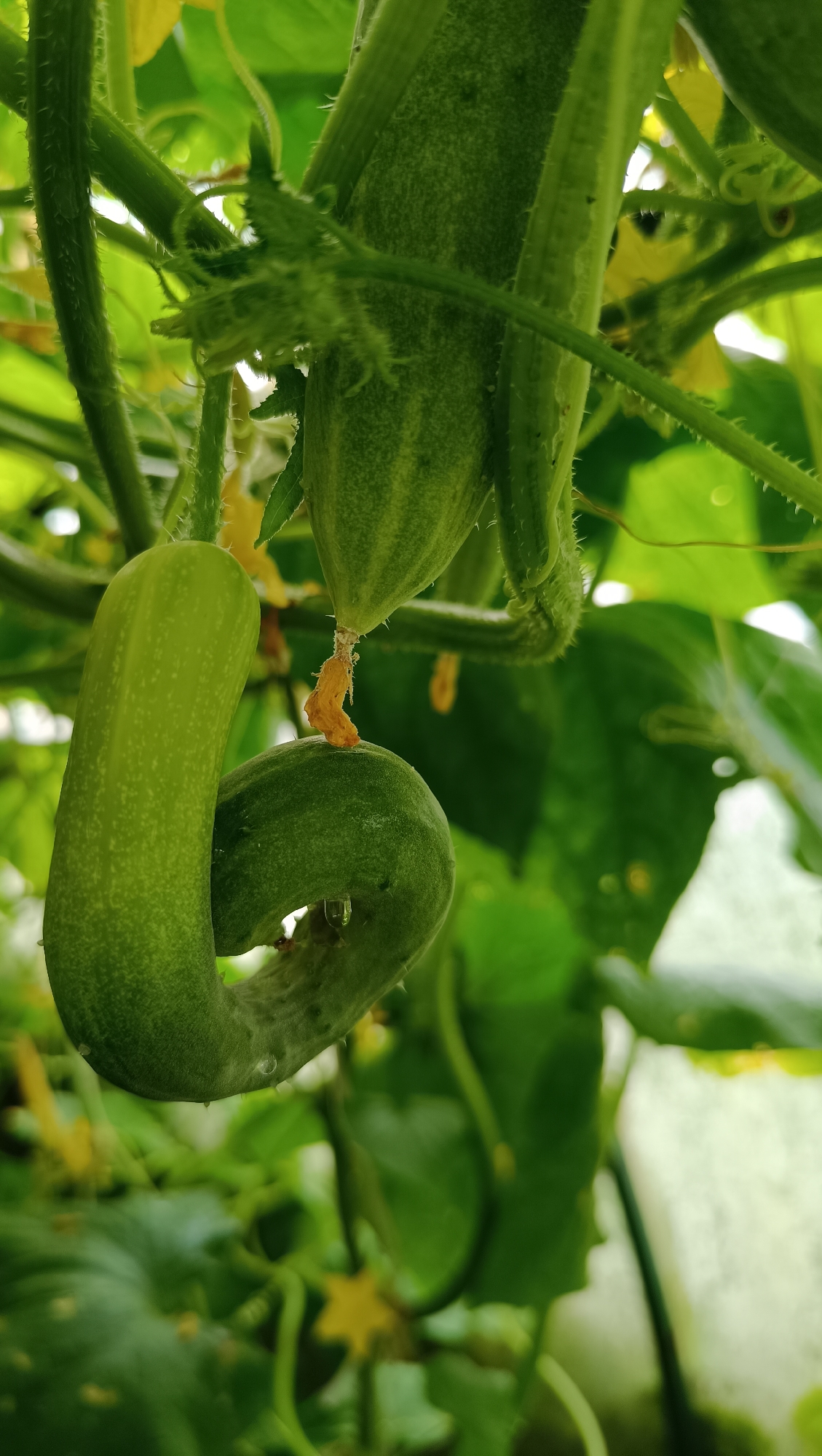 The image shows a close-up, low-angle view of young cucumbers growing on a vine. Two cucumbers are prominently featured: one is curved and coiled, hanging downwards, with a small orange remnant of a blossom at its tip. A second, straighter cucumber is positioned above and to the right of the coiled one, partially obscured by leaves. Both cucumbers have a fuzzy texture and visible prickles along their surface. The background consists of lush green cucumber leaves and tendrils, with a few small yellow cucumber blossoms visible. The lighting suggests an outdoor setting, possibly a garden or greenhouse, with some diffused light creating a soft overall effect. There are no people or animals present in the image. The location is unknown.