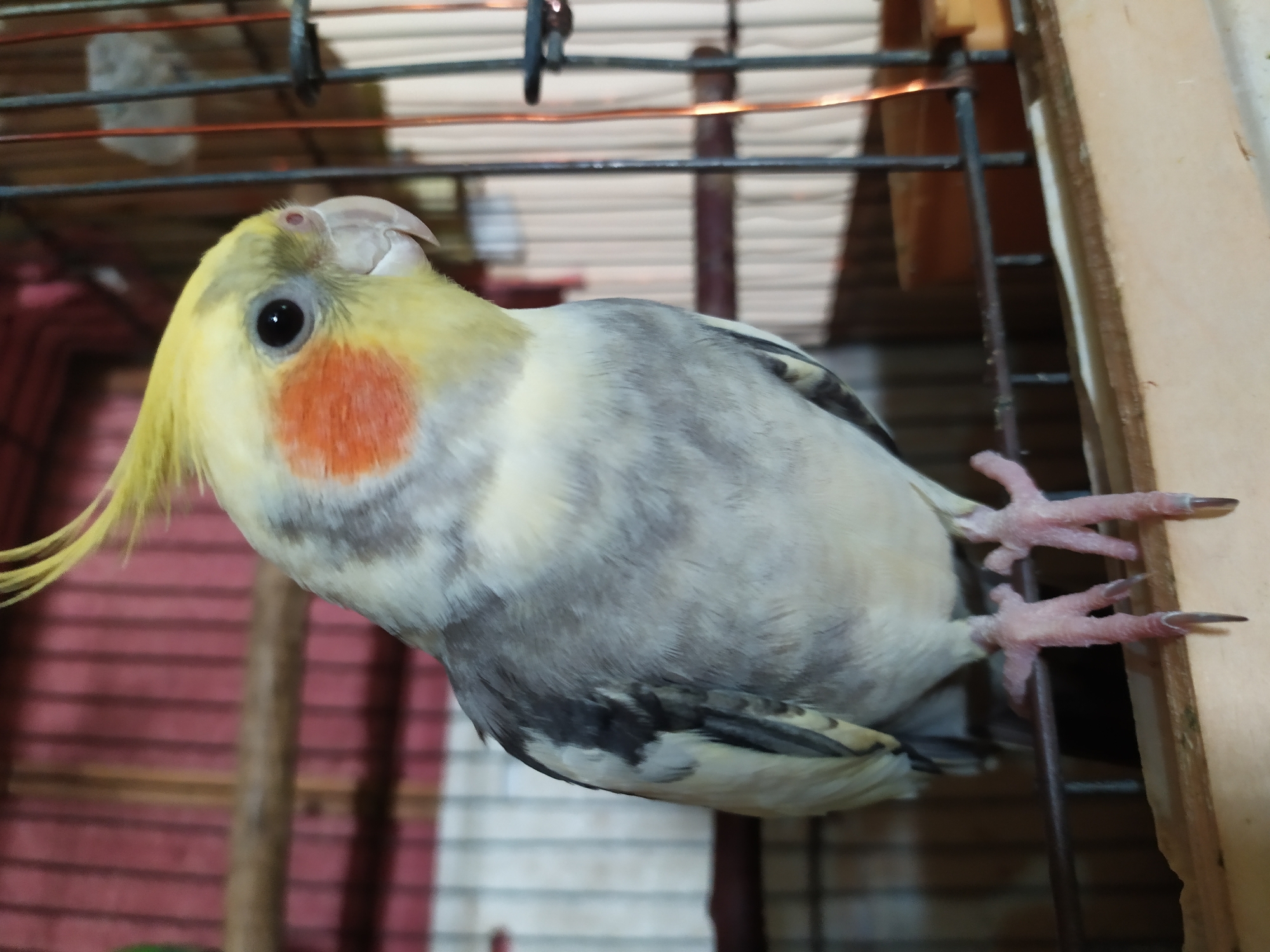A cockatiel is perched on a wooden bar inside a cage. The bird has grey and yellow feathers, with orange markings on its cheeks and a crest of yellow feathers on its head. Its eyes are dark and beady, and its beak is pale grey. The cage has metal bars and a wooden base. The background appears to be a reddish-brown surface, possibly a wall or fabric, with some vertical white stripes. There is also a glimpse of another bird, green in color, in the upper left corner of the image. The image is a close-up shot, focusing on the cockatiel. The location in Bilajari, Azerbaijan is not visible in the image.