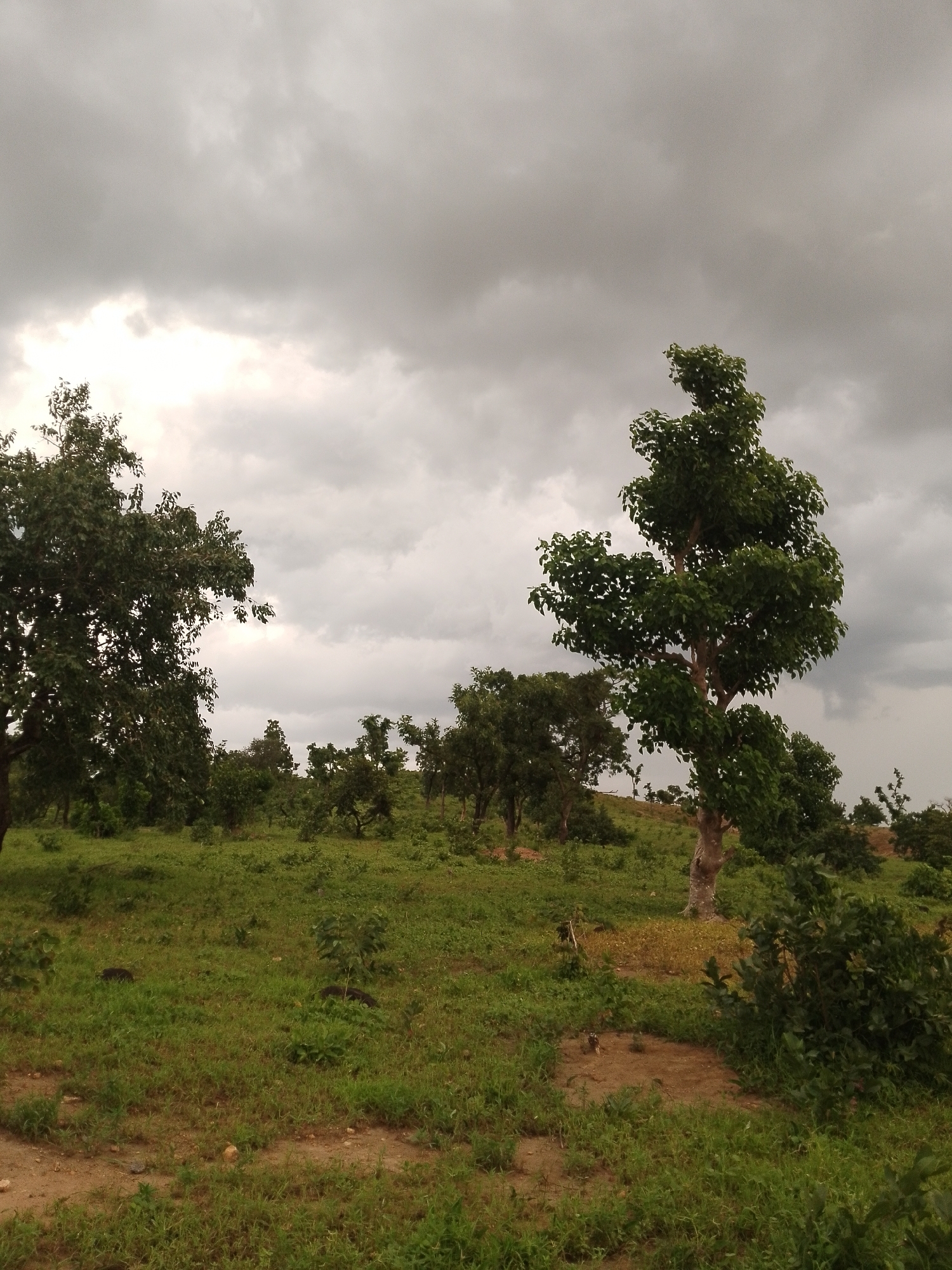 The image depicts an outdoor scene featuring a landscape with several trees and lush green vegetation under a cloudy sky. The terrain appears to be hilly and uneven, covered in grass and some patches of dry earth. In the foreground, the ground is sandy with scattered small stones and sparse grass.
Dominating the right side of the image is a tall tree with a thick, textured trunk and a dense canopy of green leaves. To the left, another large tree with a fuller, darker green foliage stands prominently. In the mid-ground and background, a cluster of smaller trees and shrubs are spread across the landscape. The sky is overcast with heavy grey clouds, suggesting a potential for rain or diffused light conditions.
The scene appears to be a natural or semi-natural environment, possibly a rural area or a park. There are no visible people or animals in the image, and no specific man-made objects that would indicate a built-up urban area. The overall impression is of a serene, natural landscape. The location in Balewa, Nigeria, implies a tropical or subtropical climate, which is consistent with the dense green vegetation observed.