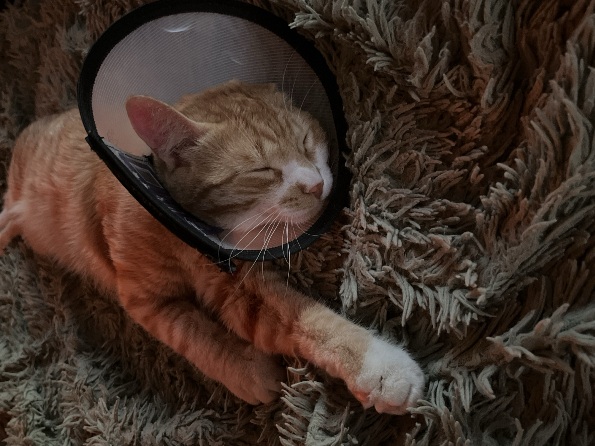 An orange and white tabby cat is depicted sleeping soundly on a textured, shaggy blanket or rug. The cat is lying down horizontally, with its eyes closed and whiskers spread out, indicating deep rest. It is wearing a transparent plastic Elizabethan collar, or "cone of shame," around its neck, which is edged in black. The cone is positioned around the cat's head, with its ear visible inside.
The lighting in the image is dim and warm, suggesting an indoor setting, possibly during the evening or night. The blanket beneath the cat is composed of varying shades of brown and beige, featuring long, soft fibers that create a cozy texture. One of the cat's front paws, with white fur on the paw pad, extends into the lower right of the frame. The overall atmosphere conveys peace and comfort, despite the presence of the medical cone. No specific location cues for Perm, Russia, are visible within the image, and no text is discernible.