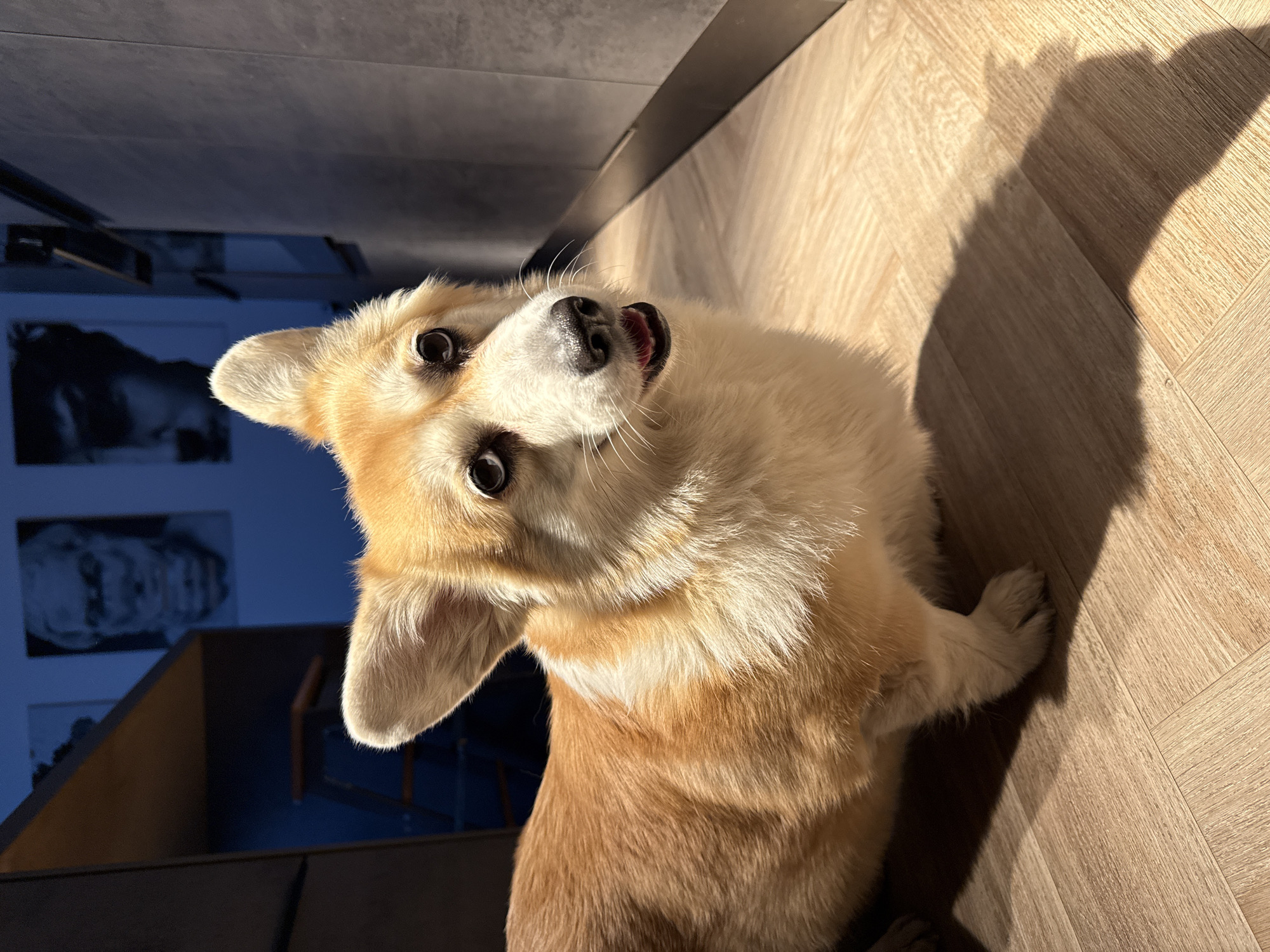 A tan and white Pembroke Welsh Corgi dog is inside, lying on a light brown wooden floor with its head tilted up and to the left. The dog is looking at the camera with wide eyes and its mouth slightly open. The back of the dog is tan with some white mixed in. The dog's chest and neck are mostly white. Behind the dog are shadows cast by the sunlight, and a dark blue wall with what appears to be framed artwork. The location cannot be determined as Krasnoyarsk, Russia.