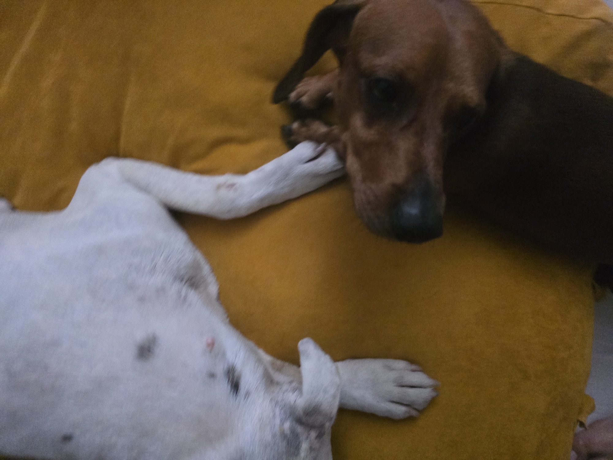 Two dogs are lying on a yellow surface. The dog on the left is predominantly white with dark spots. Its left hind leg is visible, appearing to be bent. The dog on the right is brown and appears to be resting its head on the yellow surface. The image is taken from a top-down perspective. The location is Unknown, Unknown.