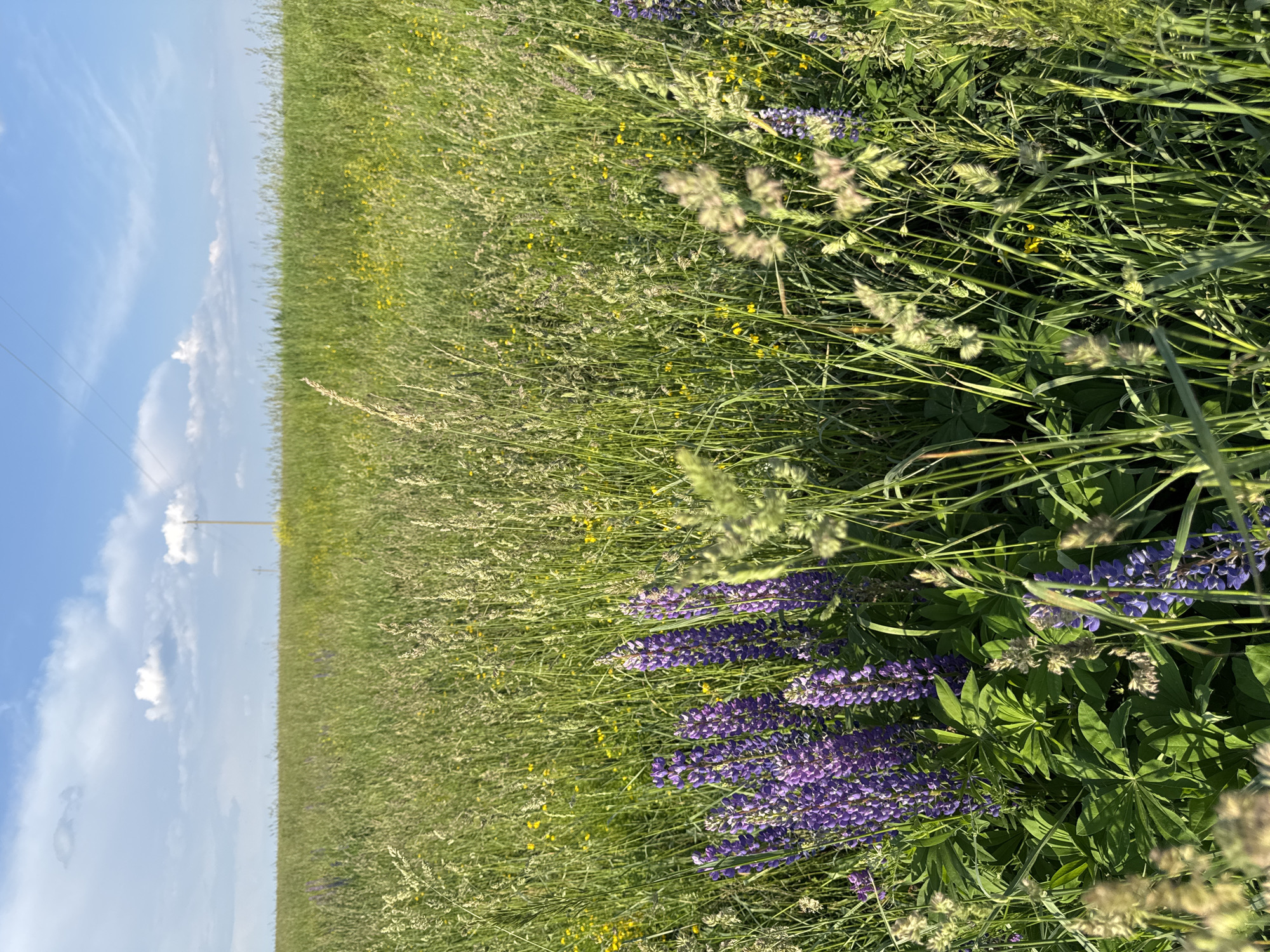 The image depicts a vast, sun-drenched meadow teeming with tall green grasses and scattered yellow wildflowers under a bright blue sky with scattered white clouds. In the foreground, a cluster of vibrant purple lupine flowers stands out against the predominantly green and yellow landscape. The horizon is marked by the faint outline of a distant, flat treeline and a single, slender telephone pole. The overall impression is one of natural beauty and rural tranquility, likely taken in or near the village of Van'ki, Russia, given the context. There are no people or animals visible in the image.