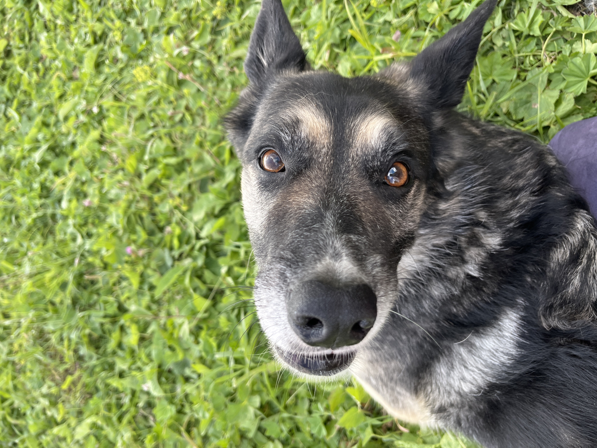 The image is a close-up, overhead shot of a dog lying on green grass. The dog, which appears to be a mixed breed with dark and light brown fur, is looking up at the camera with its head tilted. Its nose is black and wet, and its eyes are a warm brown. The grass is lush and green, with a few small pink and yellow wildflowers scattered throughout. The lighting suggests it is daytime. There are no visible buildings or other distinguishing features that would indicate a specific location in Nizhny Tagil, Russia.