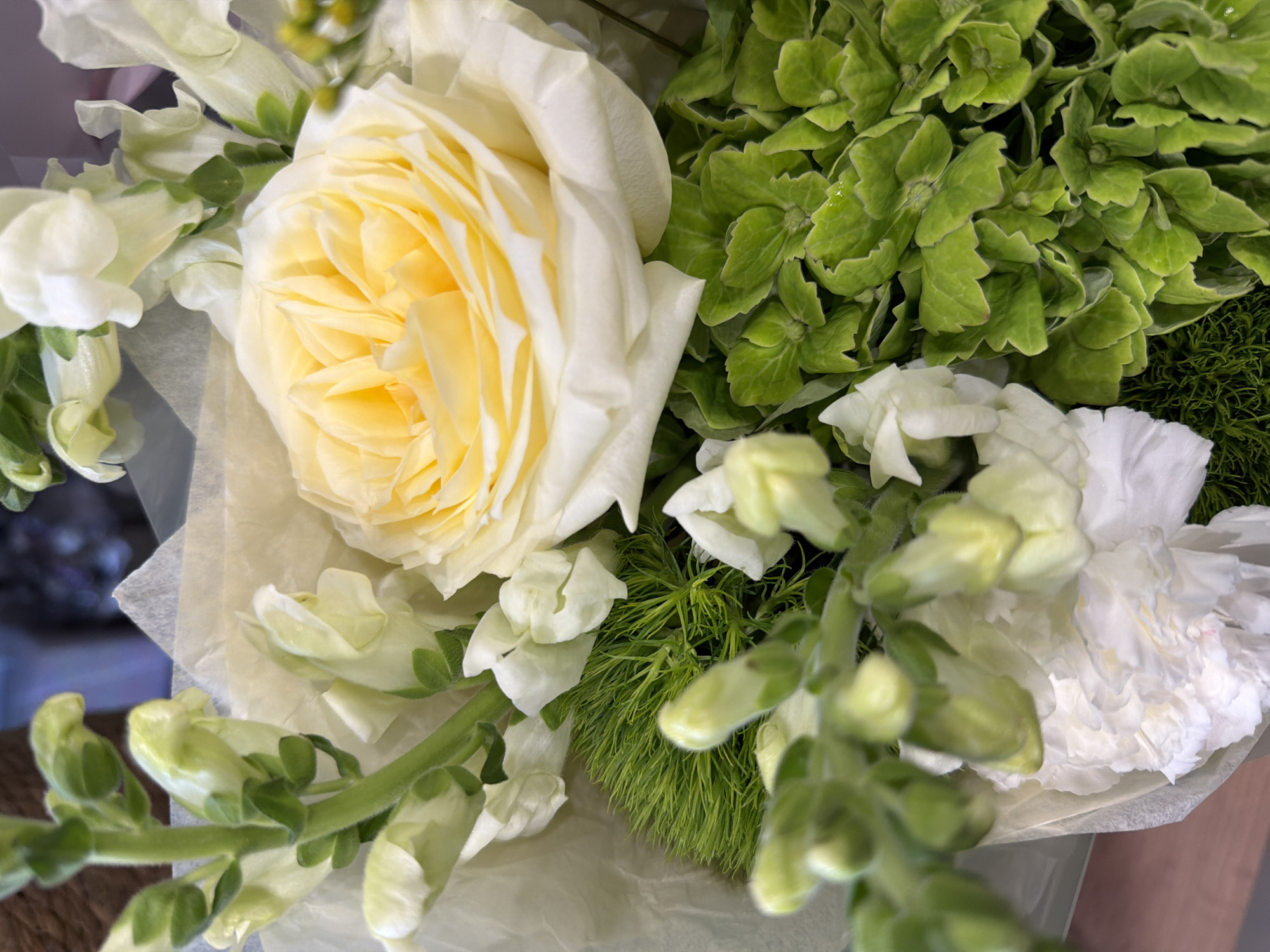 A close-up shot shows a bouquet of flowers. In the center, a large, pale yellow rose is the focal point, its petals tightly packed and unfurling. To the left of the rose, pale green snapdragon flowers bloom on tall stalks, their individual flowers resembling dragon mouths. Below the rose, a cluster of bright green hydrangea florets fills the right side of the frame. To the left and bottom of the frame, there are white carnations and green foliage, adding texture and contrast. The flowers are arranged with delicate white tissue paper. The background is blurred, hinting at an indoor setting. The image is captured from a slightly high angle, looking down into the bouquet.