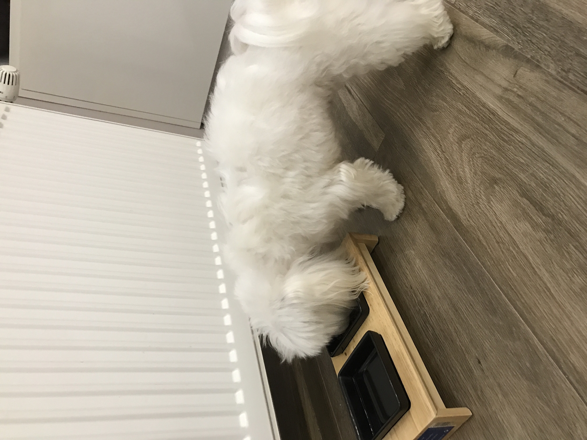 The image, taken in Ternopil, Ukraine, displays a small, fluffy white dog, likely a Maltese or similar breed, lying comfortably on a light brown wood-look laminate floor. The dog's head is positioned close to an elevated wooden feeder stand, which holds two empty black square bowls. Its soft, white fur covers its entire body, and it appears to be resting.
To the left of the dog, a white wall rises from the floor, and against it are horizontal white slats, which could be part of a radiator or window blinds. A small, white cylindrical device, possibly a thermostat or smart home sensor, is mounted on the wall in the upper left section of the frame. The floor features a visible wood grain pattern. The scene depicts a calm indoor setting. A small blue sticker with white text is visible on the right leg of the wooden feeder stand, but the text is not legible.