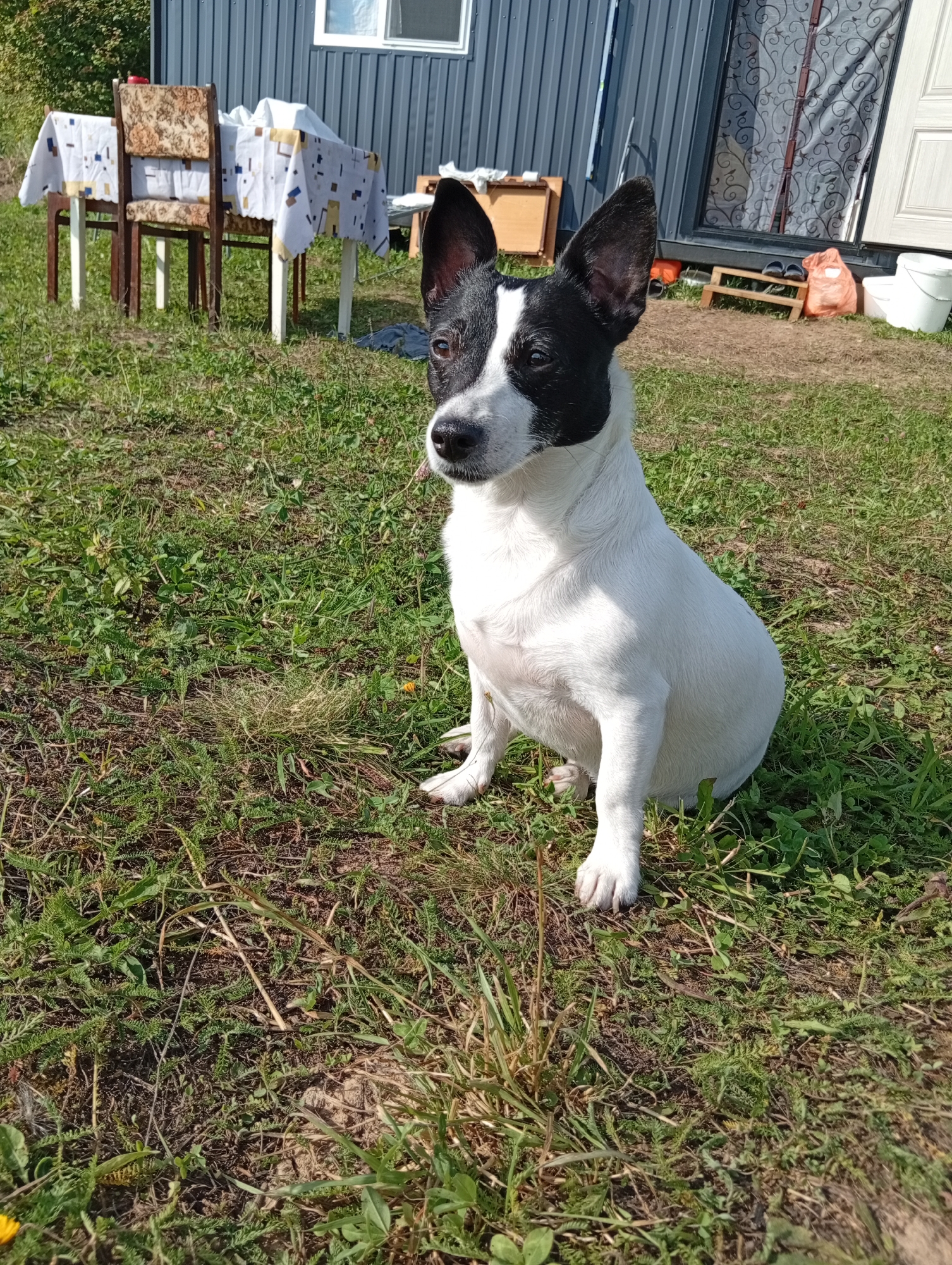 A medium shot captures a black and white dog sitting on a grassy area with a building in the background. The dog, facing slightly to the left, has large, erect ears and a black patch over its right eye and on its forehead. Its body is predominantly white with a black patch on its back. In the background, a blue-grey, corrugated metal building is visible, with a door and a window with a decorative grate. To the left of the building, a table covered with a patterned tablecloth is set with chairs. The ground is covered in green grass with some dry patches and scattered weeds. The lighting suggests it is daytime with bright sunlight, casting shadows. The scene appears to be outdoors, possibly in a rural or suburban setting, given the presence of the building, outdoor furniture, and the natural landscape. This location is identified as Papino, Russia.