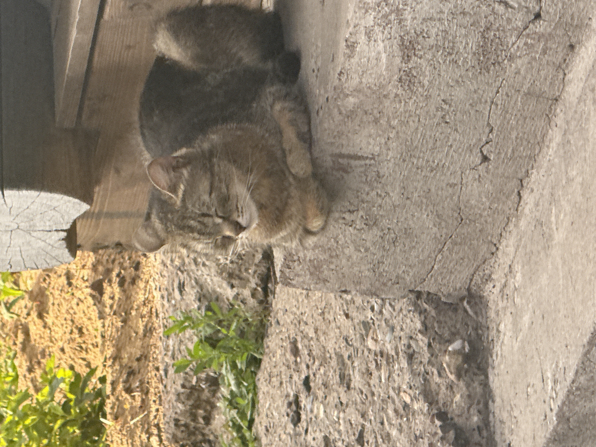 An adult tabby cat is resting on a concrete step. The cat is facing left with its eyes closed. It is a brown and grey tabby with lighter fur on its chest and paws. The cat's paws are tucked underneath its body. The concrete step is weathered and cracked. Behind the cat, there is a wooden structure with rough-hewn planks. To the left of the step, there is a patch of dry, sandy soil with some green vegetation growing. The background suggests an outdoor setting, possibly a rural or suburban area. There is no indication of the city of Orenburg, Russia.