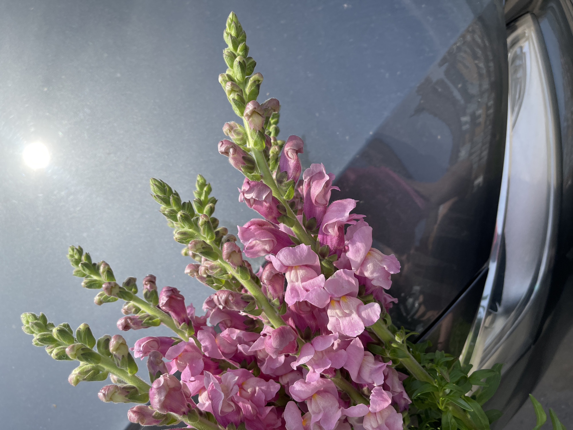 A bundle of freshly cut pink snapdragon (Antirrhinum majus) flowers, characterized by their vibrant, light to medium pink petals, green stems, and numerous unopened buds, occupies the left and central areas of the frame. The flower spikes show fully open blossoms towards the bottom and tightly closed buds progressing upwards. The background comprises a dark, highly reflective surface, consistent with a vehicle's body panel or windshield. A brilliant, circular light source, indicative of the sun, is reflected prominently in the upper left quadrant of this surface. Blurred and indistinct reflections, possibly of surrounding architecture or foliage, are also visible. In the lower right portion of the reflective background, a highly distorted and diffuse human reflection is present, suggesting the photographer. A metallic, possibly chrome, vehicle trim piece is partially visible along the lower edge of the image. The scene is illuminated by direct sunlight and is situated in the city of Kommunarka, Russia.