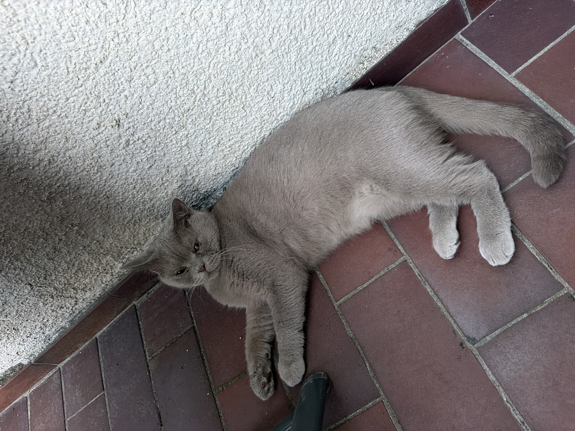 A grey British Shorthair cat is lying on red brick paving stones next to a textured white wall. The cat is positioned at an angle, with its body extending diagonally from the lower left to the upper right of the frame. Its front paws are extended forward, and its hind legs are bent. The cat's head is turned towards the camera, with its ears perked and its eyes open, appearing to be looking directly at the viewer. A dark green object, possibly part of a chair or furniture, is partially visible in the lower left corner of the image. The scene appears to be outdoors, potentially in a courtyard or patio area. The overall impression is one of a relaxed domestic animal in an urban setting. The location is identified as Creußen, Germany.