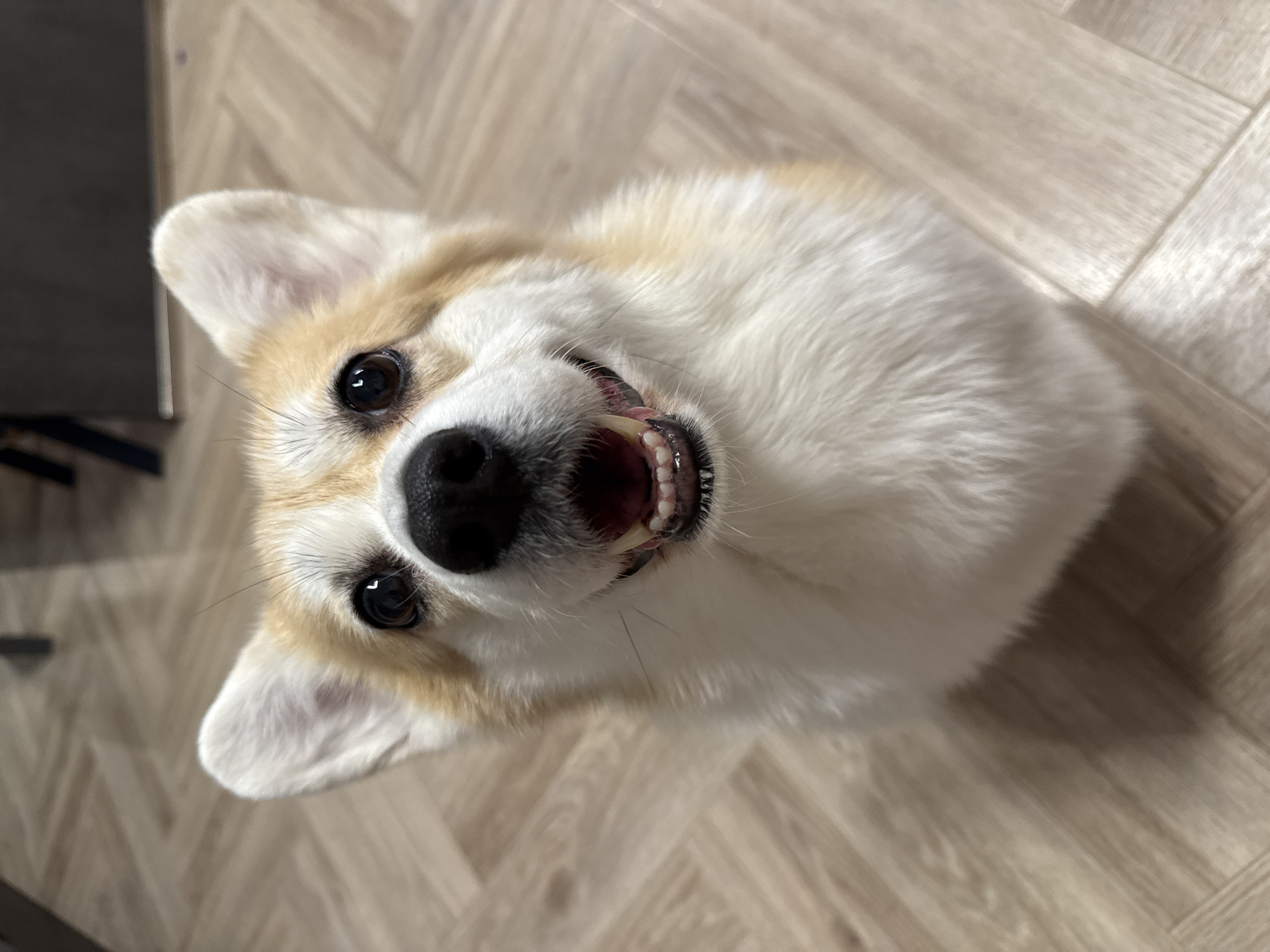 A cheerful Corgi dog is captured in a close-up, high-angle shot, looking directly up at the camera. The dog features a coat of predominantly white fur, accented by tan markings on its ears and around its eyes. Its dark, round eyes are bright and engaged, reflecting light. The dog's black nose is prominent, and its mouth is open in a wide, happy grin, revealing its white teeth and a glimpse of its pink tongue, conveying an expression of joy and playfulness. Long, dark whiskers extend from its snout.
The setting is indoors, with a light-colored wooden or laminate floor visible in the background, which is slightly out of focus. Hints of darker, blurred shapes, possibly furniture or walls, are also present in the background. The natural lighting suggests it is daytime. The scene depicts a lively interaction, with the dog's upward gaze indicating it is engaging with someone above it, perhaps the photographer, in a domestic environment in Krasnoyarsk, Russia. No text is visible in the image.