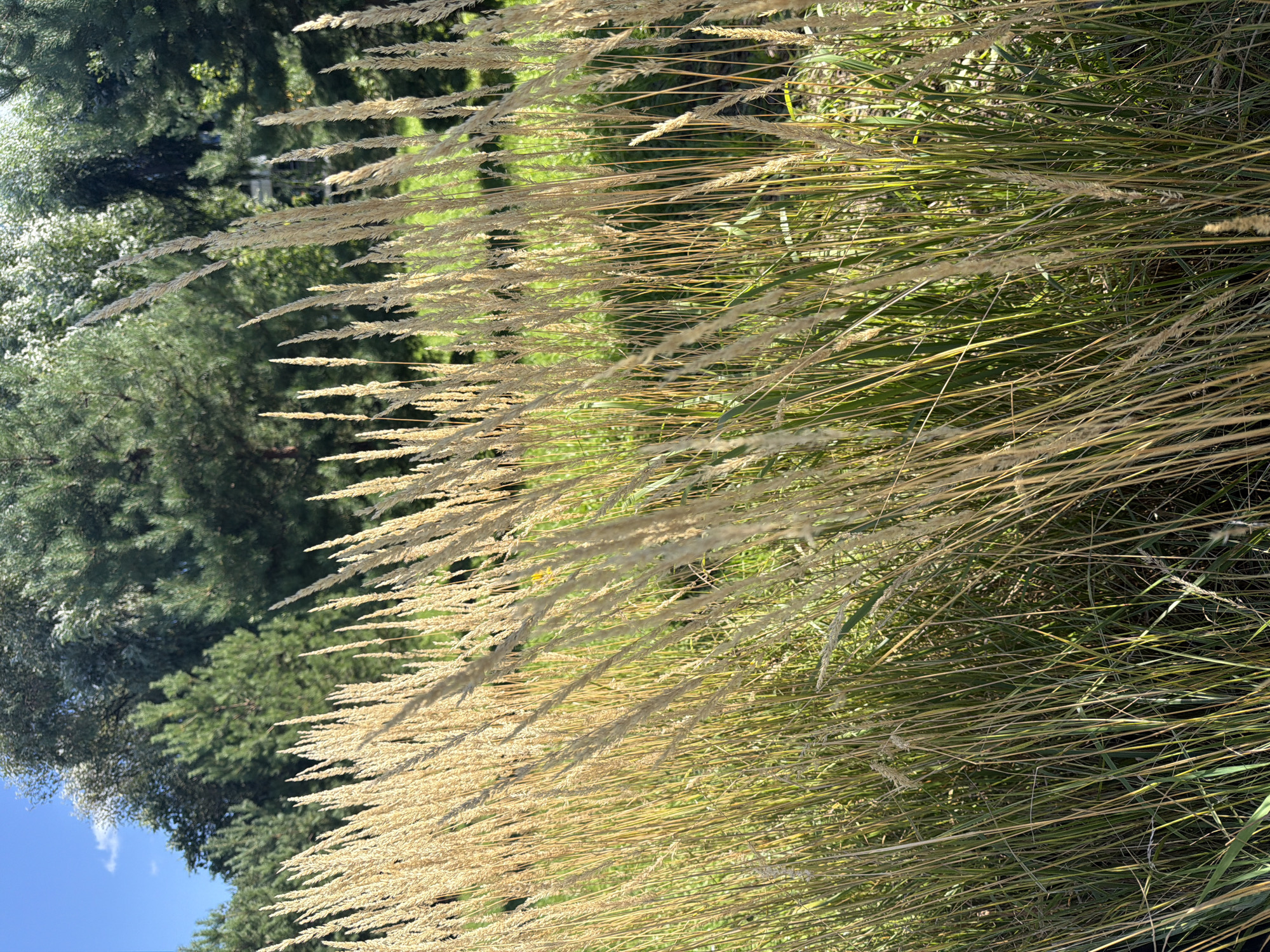 The image depicts a close-up view of tall, dry grass or reeds in the foreground, casting shadows on lush green grass in the background. Behind the grass, a dense stand of coniferous trees is visible under a bright blue sky with a few wispy clouds. The sunlight suggests it is daytime, and the overall scene evokes a natural, possibly park-like setting. While the image itself does not contain specific landmarks to pinpoint its exact location, if this scene were to be in Kazan, Russia, it could be found in a park such as Gorky Park or within the Botanical Garden.