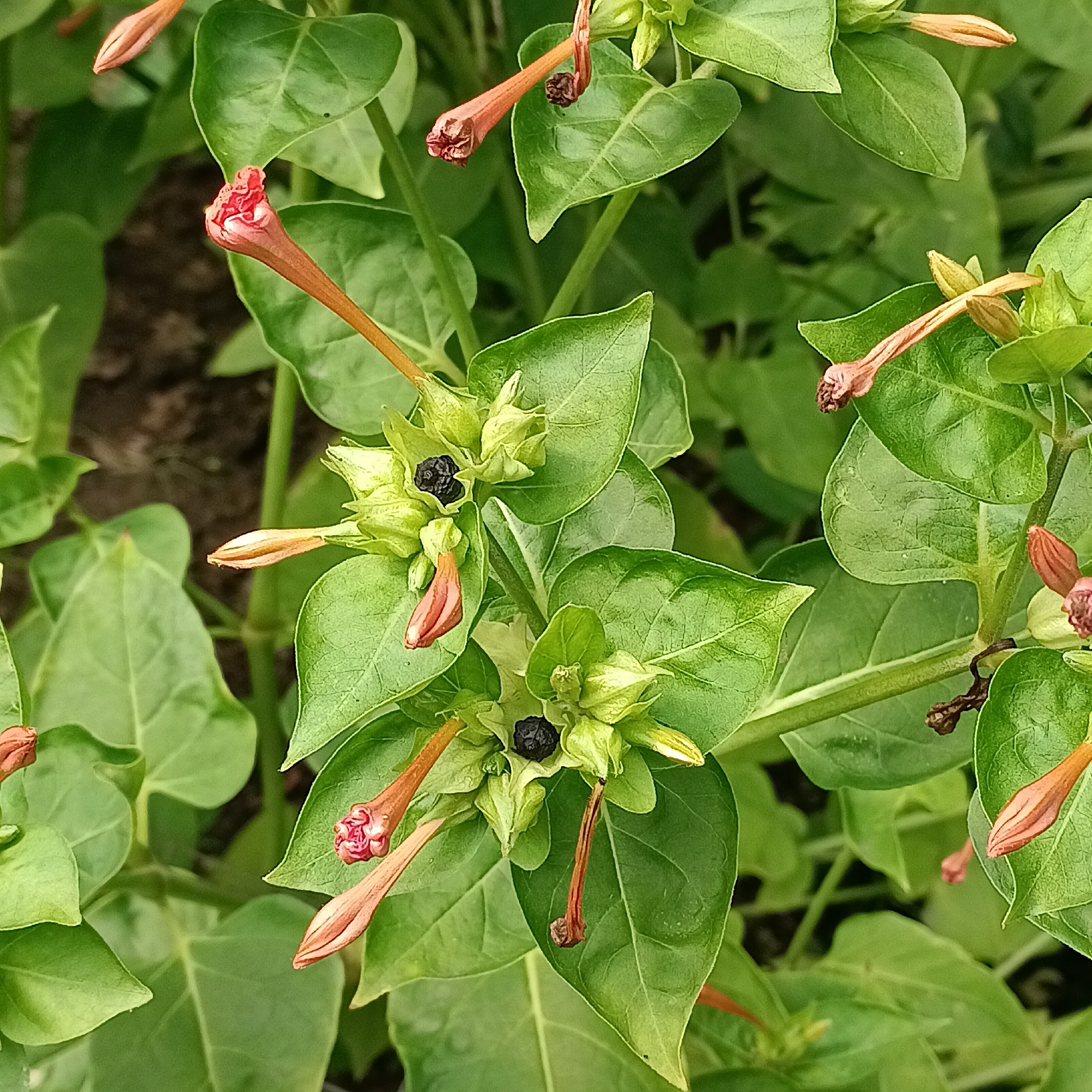 The image shows a close-up view of several four o'clock flowers (Mirabilis jalapa) in various stages of bloom, with a focus on the buds and developing seed pods. The flowers are a vibrant coral or pinkish-orange color, with long, slender calyxes. Some buds are tightly closed, while others are beginning to unfurl, revealing their delicate petals. Several seed pods are visible, appearing as dark, spherical structures enclosed within green calyxes. The leaves are a deep green and have a smooth, ovate shape. The background is softly blurred, suggesting a natural outdoor setting. There is no indication of a specific location in Samara, Russia, as the image lacks any recognizable landmarks or urban elements. The scene is static, depicting the natural growth and development of the plants.
