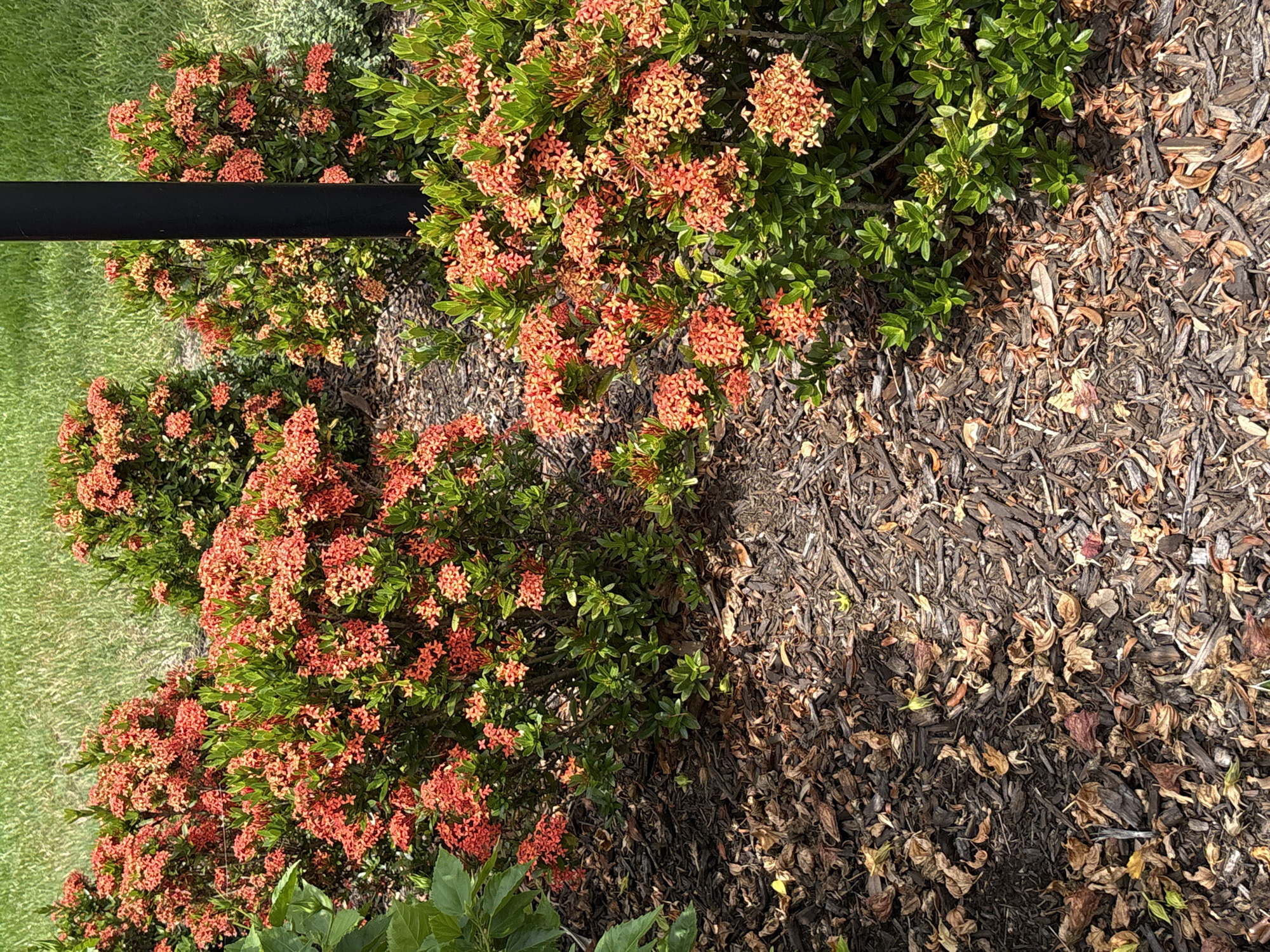 This is a high-angle, close-up, outdoor, eye-level shot of a garden bed with ixora bushes. The ixora bushes are in bloom, with clusters of small, star-shaped, coral-colored flowers. The bushes have dark green, glossy leaves. The garden bed is mulched with dark brown wood chips. To the left of the ixora bushes, there is a patch of bright green grass. A horizontal black pole runs across the top portion of the image, partially obscuring the bushes. The sun is shining, casting shadows from the ixora bushes onto the mulch. The time of day appears to be late morning or early afternoon due to the bright sunlight and distinct shadows. The setting is a garden in Bradenton, United States. No people or text are visible in the image.