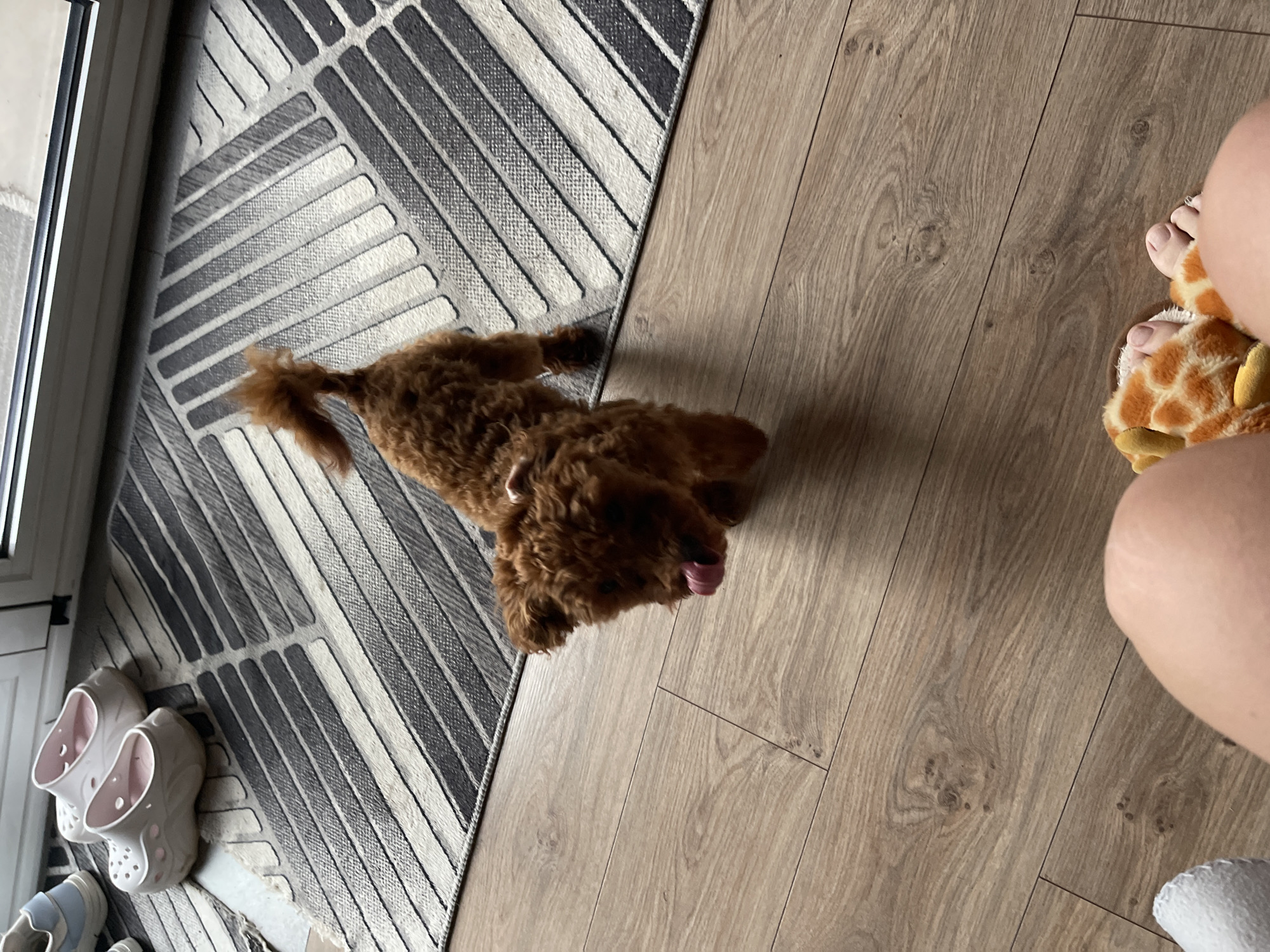 In an indoor residential setting, likely a hallway or living area with laminate wood flooring, a small, fluffy, reddish-brown dog stands on a patterned rug. The dog is positioned in the center of the frame, with its body angled to the right and its head turned to the left. Its tongue is extended, licking its nose. The rug has a geometric design with alternating stripes of grey, black, and white. To the left of the dog and rug, a pair of white clogs and a light blue shoe are visible, placed near a doorway or window with a dark frame. In the foreground, the lower legs and feet of a person are visible. One foot is adorned with a fuzzy slipper shaped like a giraffe. The scene is illuminated by natural light coming from the right. The location is identified as Sofia, Bulgaria, within a dwelling.