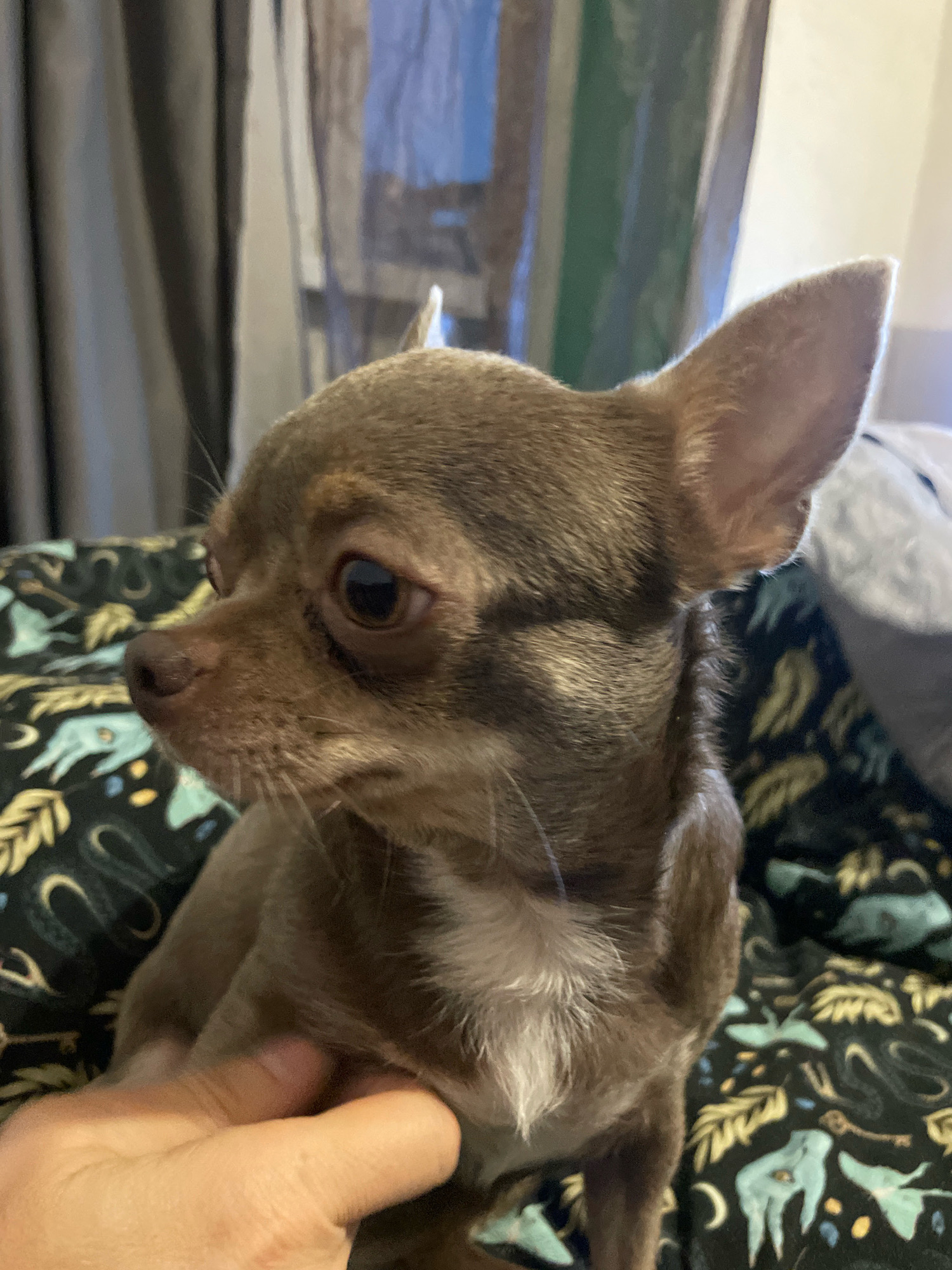 A close-up, medium shot shows a brown Chihuahua dog's head and upper body, positioned on a dark blanket with a celestial-themed pattern. The dog is facing left, with its ears pointed upwards and its brown eyes looking to the left. A human hand is visible in the lower left corner, gently holding the dog's neck. The background features a blurred grey curtain and a window, suggesting an indoor setting. There is no information to indicate this scene is located in Kornevo, Russia.