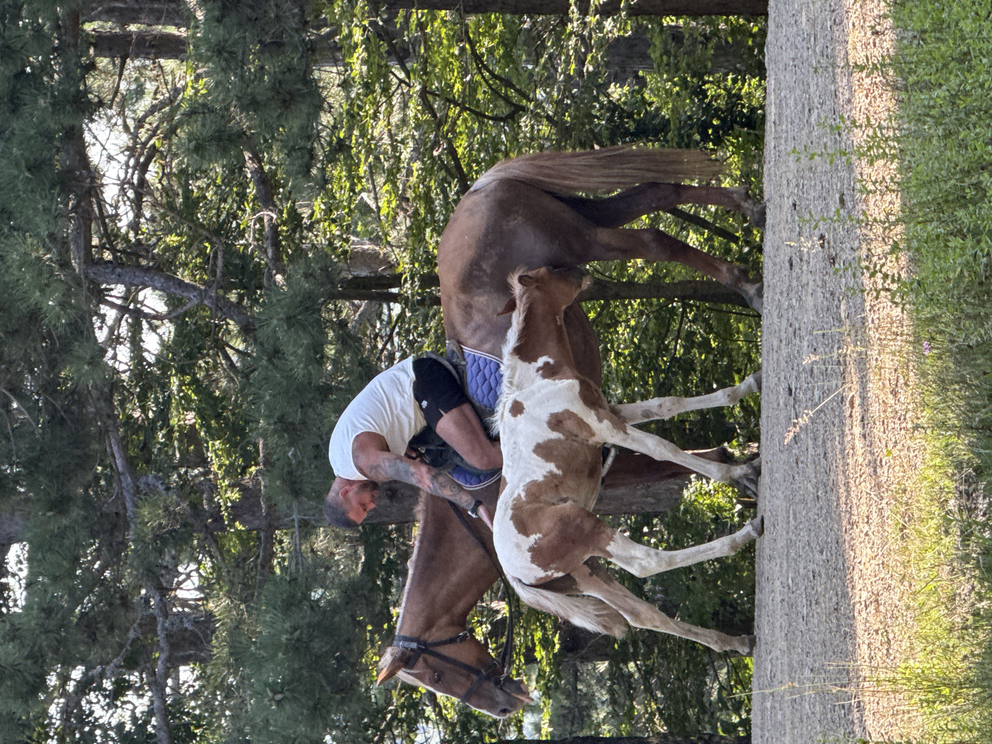 A man with tattoos is riding a brown horse on a gravel path in a wooded area. The man is wearing a white tank top and black shorts. The horse is wearing a saddle and bridle. Next to the horse, a brown and white foal is walking and nuzzling the mare. The background is filled with trees and green foliage. The lighting suggests it is daytime, with sunlight filtering through the trees. The location is the city of Zaprudnoe, Ukraine.