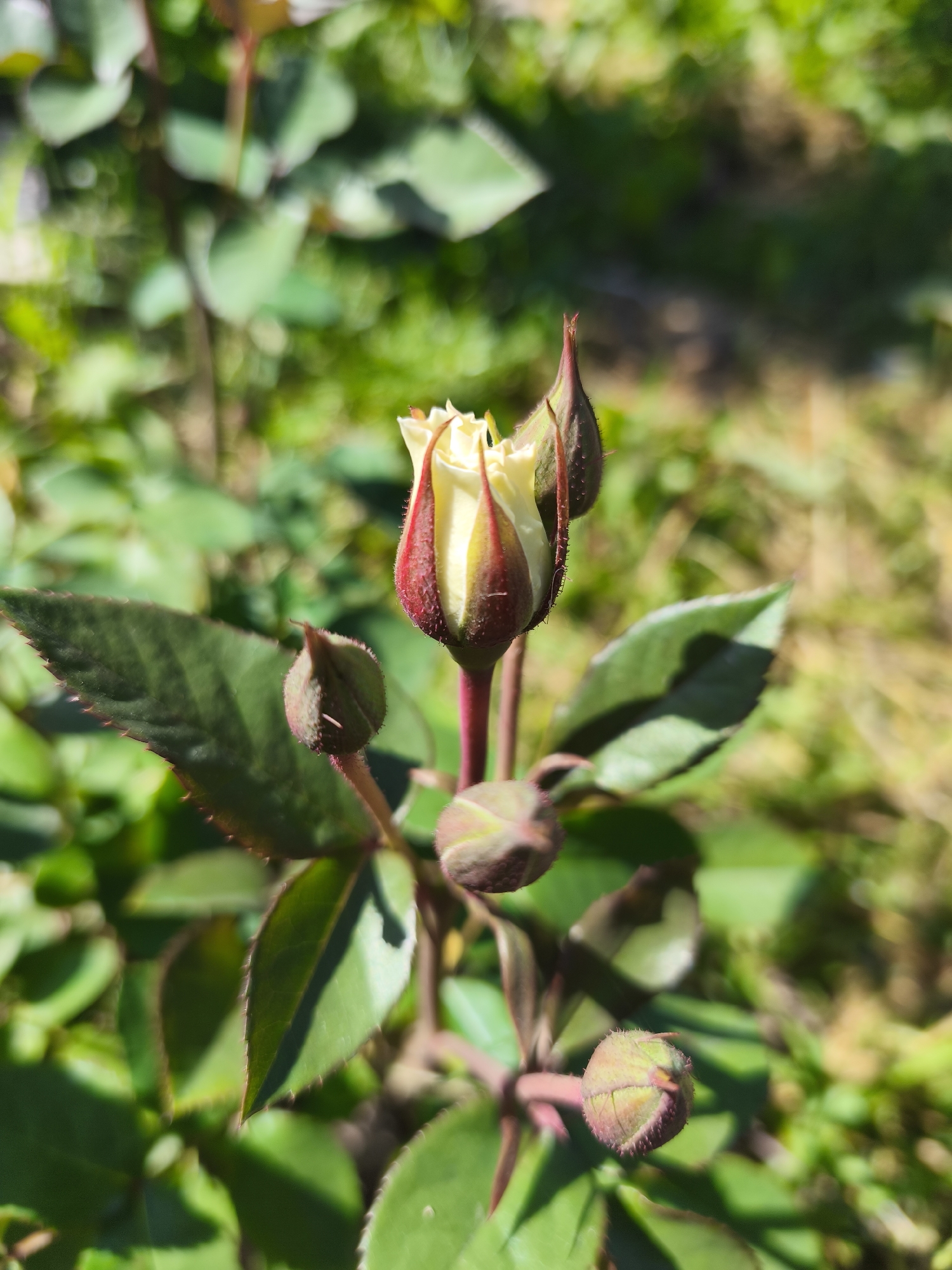 In an outdoor, natural environment, a close-up shot focuses on a partially opened rose bud. The bud is predominantly white with hints of yellow, framed by deep red sepals. Surrounding the central bud are several smaller, closed buds, also in shades of green and red, and dark green rose leaves with serrated edges. The background is a blur of green foliage and sunlit patches of dry grass, suggesting a garden setting. The lighting indicates it is daytime, with sunlight casting shadows. The image is taken from a slightly elevated perspective, looking down on the rose plant. There are no people present in the scene.