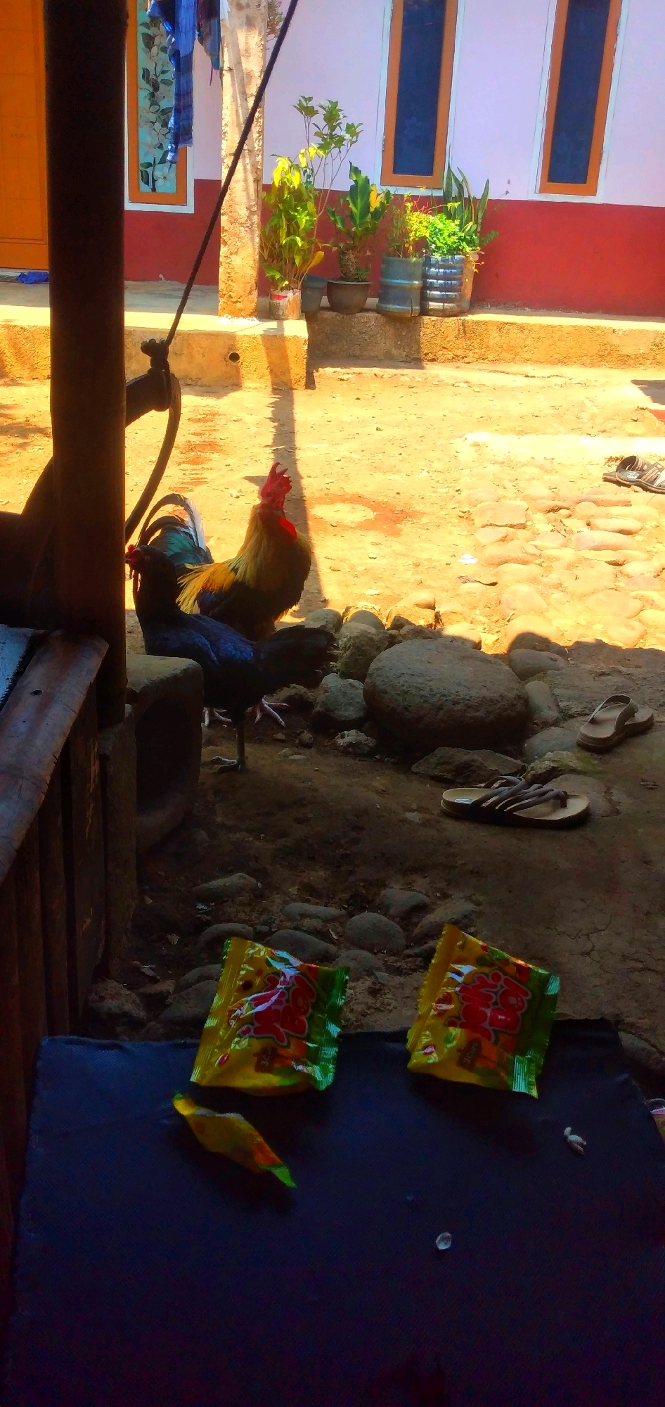 A rooster and a hen are standing on the dirt ground in front of a house. The rooster is red and yellow, and the hen is black. There are two packets of candy on a dark blue surface in the foreground, and a single candy is lying next to them. The house has pink walls and two blue windows with orange frames. There are plants in pots on a ledge in front of the house. In the background, there are some sandals and rocks. The scene appears to be outdoors in a rural area of Rahong, Indonesia, on a sunny day.