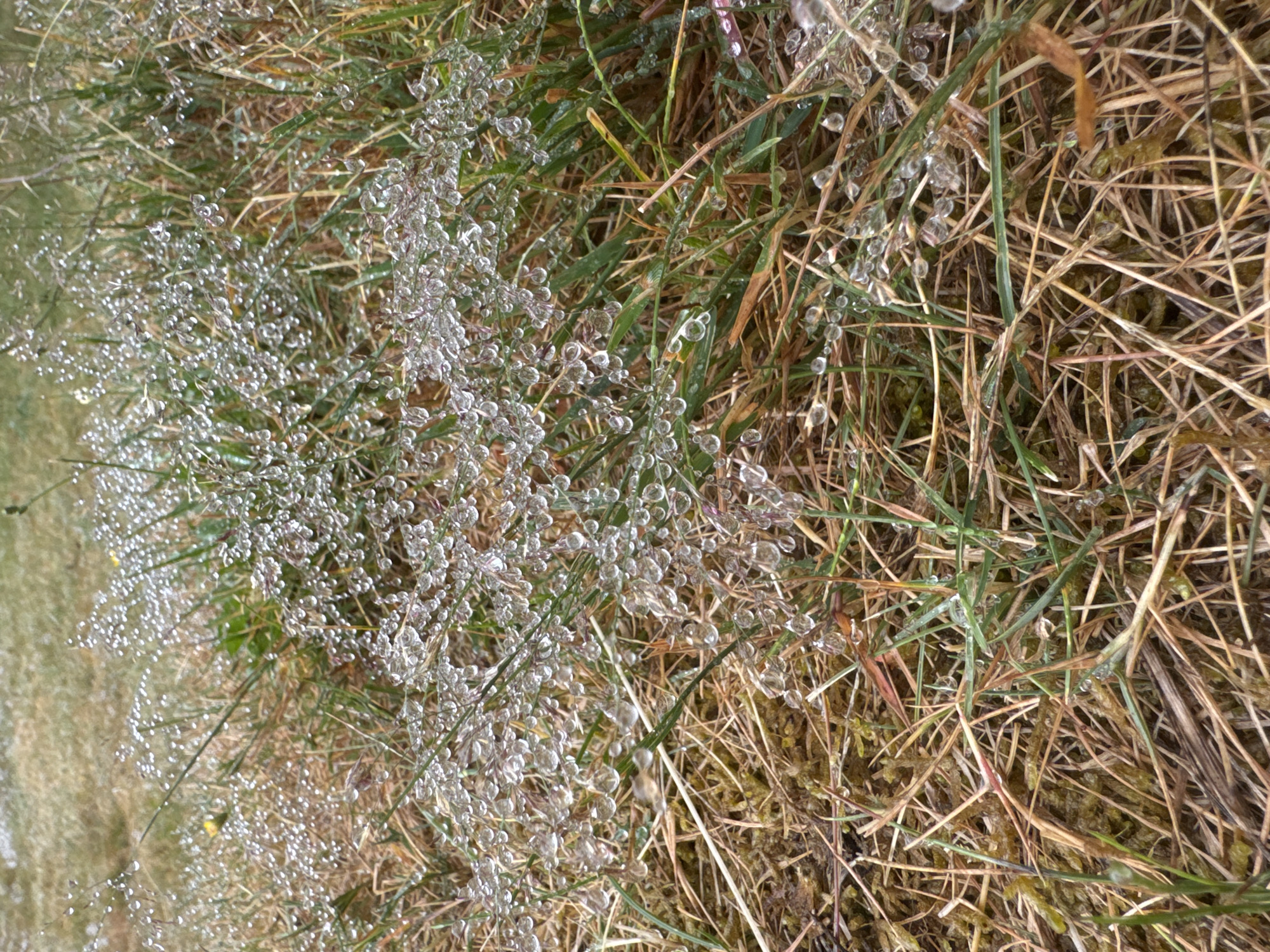 The image shows a close-up view of grass covered in dew or ice droplets. The grass is a mix of green and dry, brown blades, with some mossy ground visible at the base. The droplets on the grass are round and reflective, creating a sparkling effect. The background is blurred, showing more grass and possibly a path or dirt area. The overall impression is of a natural, outdoor scene, possibly a park or a backyard in Coquitlam, Canada, on a cool, damp morning. There are no people or animals visible in the image.