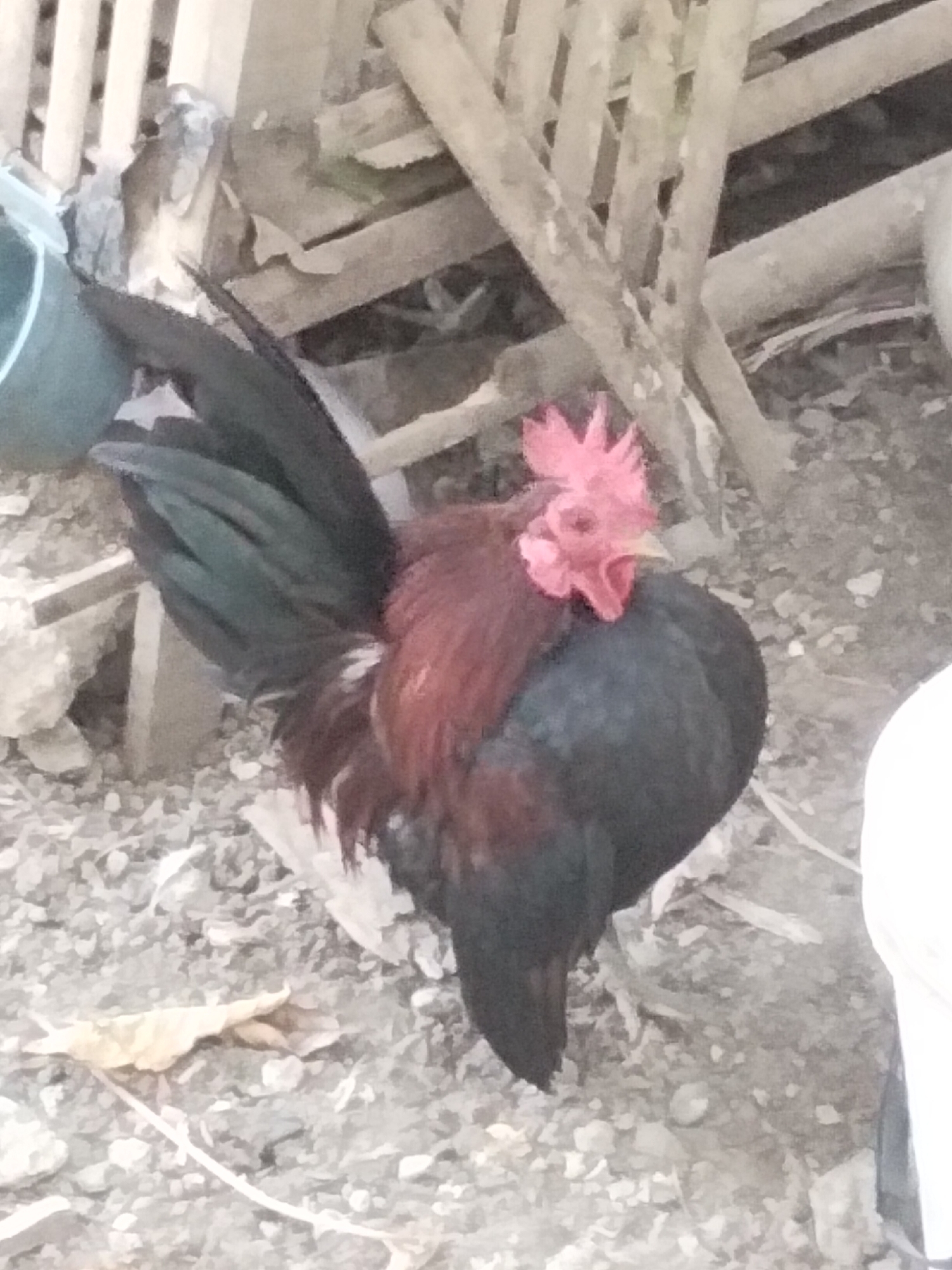 The image shows a rooster standing on gravel. The rooster is black with a reddish-brown neck and comb. It has dark green tail feathers. In the background, there is a wooden fence, some debris, and a blue bucket. The scene appears to be outdoors in a somewhat cluttered environment, possibly a yard or farm area. The location is described as the city of Magelang, Indonesia.