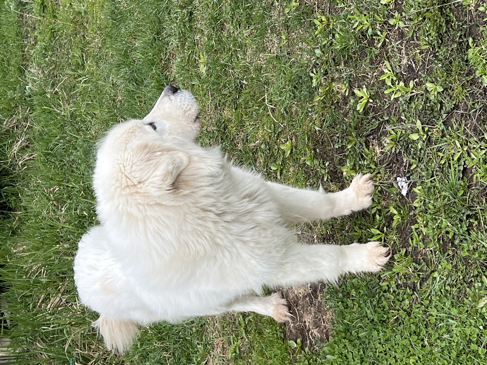 A white Great Pyrenees dog is lying on green grass. The location is not possible to identify as being in Chaikovsky, Russia, or elsewhere, from visual features alone.