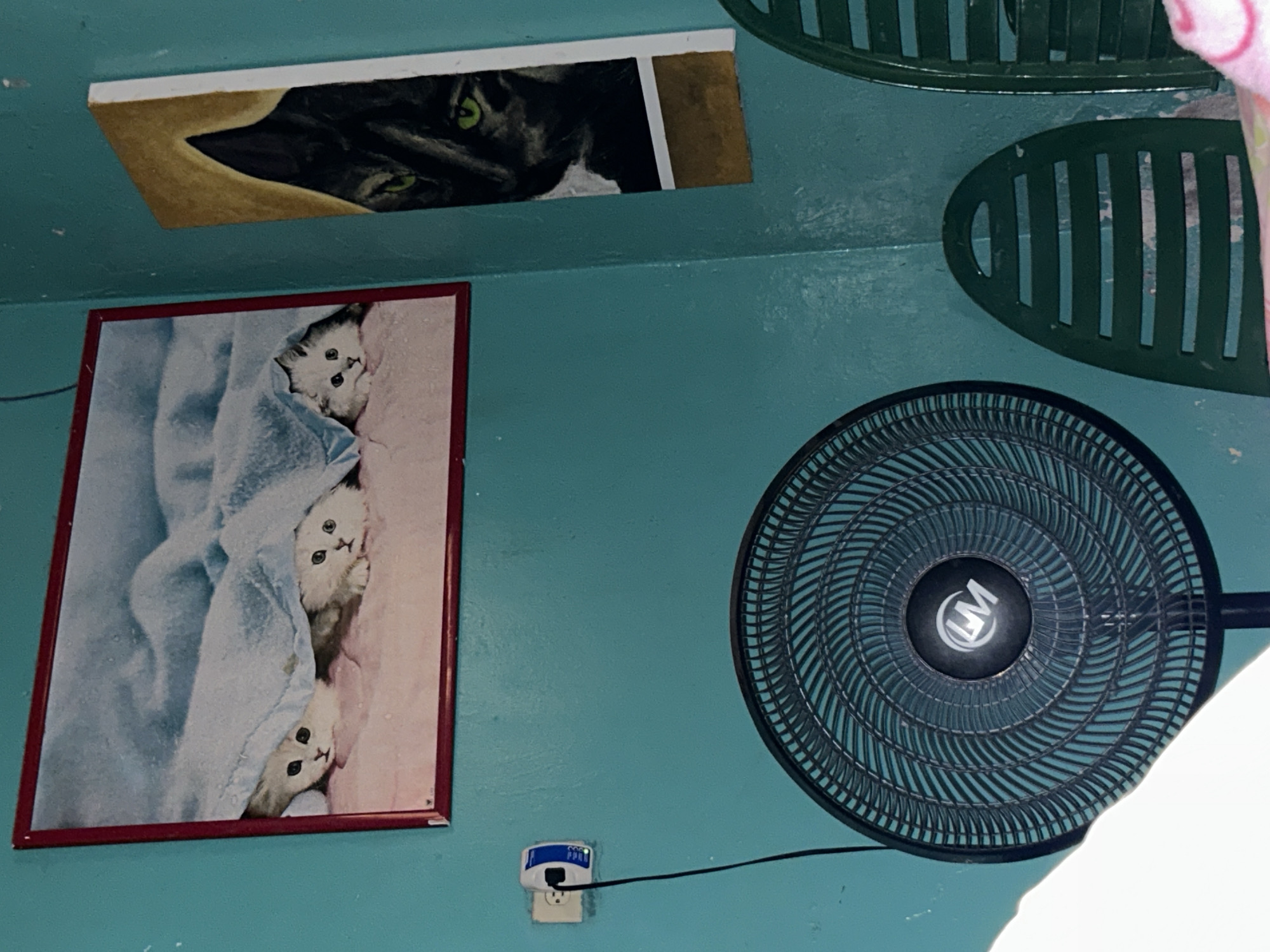 The scene is an interior wall painted a cyan-blue color. On the wall, there are two framed pictures. The top picture is a rectangle with a painting of a black cat's face. Below it is a framed picture with a red frame. The picture appears to be of three white cats snuggled inside a blue and pink blanket. To the right of the cat picture is a black metal electric fan mounted on the wall. The fan's power cord goes down to an electrical outlet. On the top right are two dark green plastic objects. One is slightly off-screen. The scene appears to be domestic. There is no clear evidence to place the location in Juan Griego, Venezuela.
