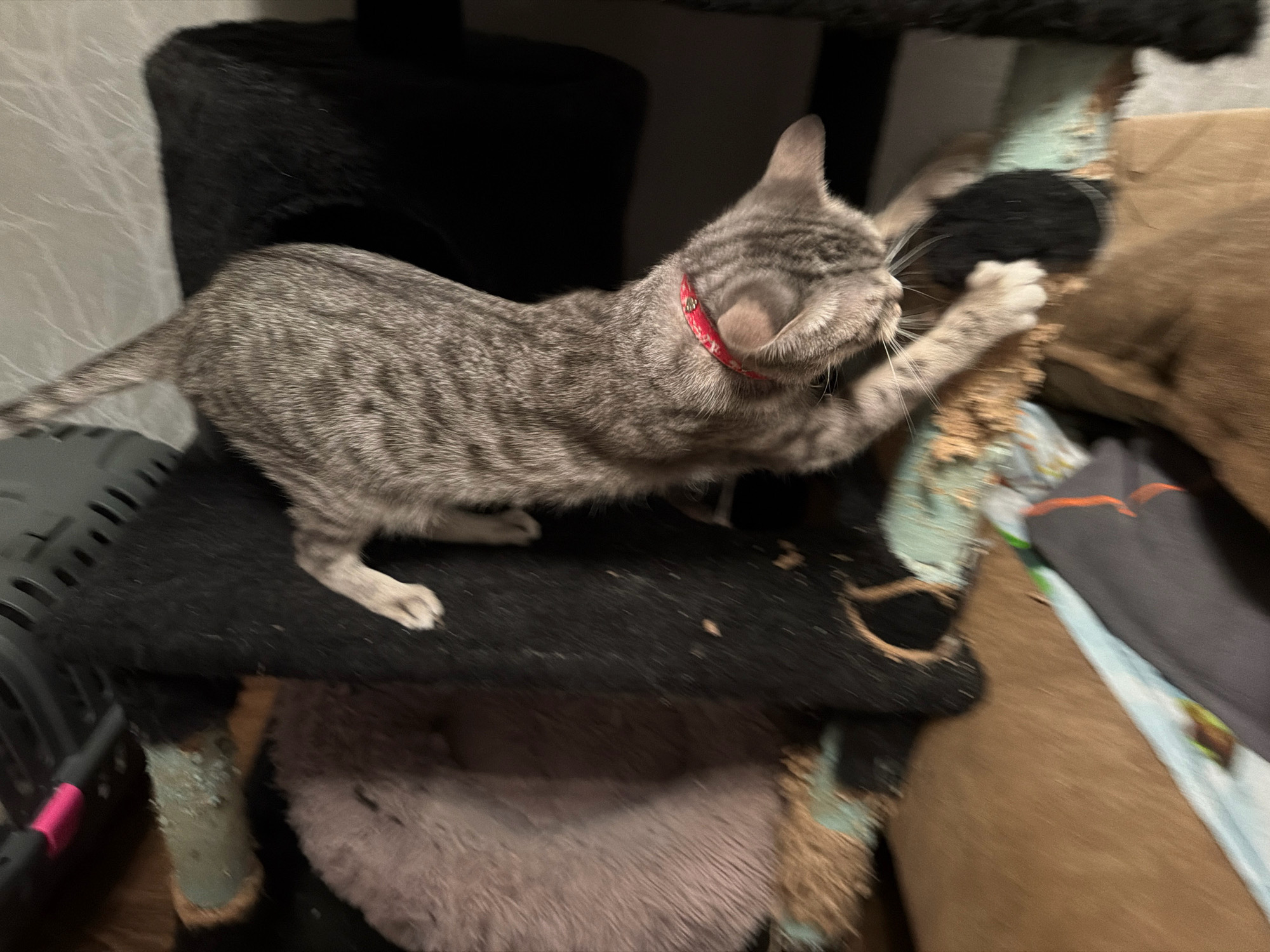 An adult tabby cat with a red collar is actively scratching a damaged sisal rope post on a cat tree. The cat's body is angled towards the right side of the frame, with its front paws extended and claws engaged with the rope. Its tail is curved upwards. The cat tree shows signs of wear, with frayed material and exposed inner workings of the post. In the background, a black, furry object, likely another part of the cat tree or furniture, is visible. To the right, a brown upholstered surface, possibly a couch or chair, is partially visible. The overall environment appears to be indoors, with some soft lighting. No specific location within Moscow, Russia, is discernible from the image.