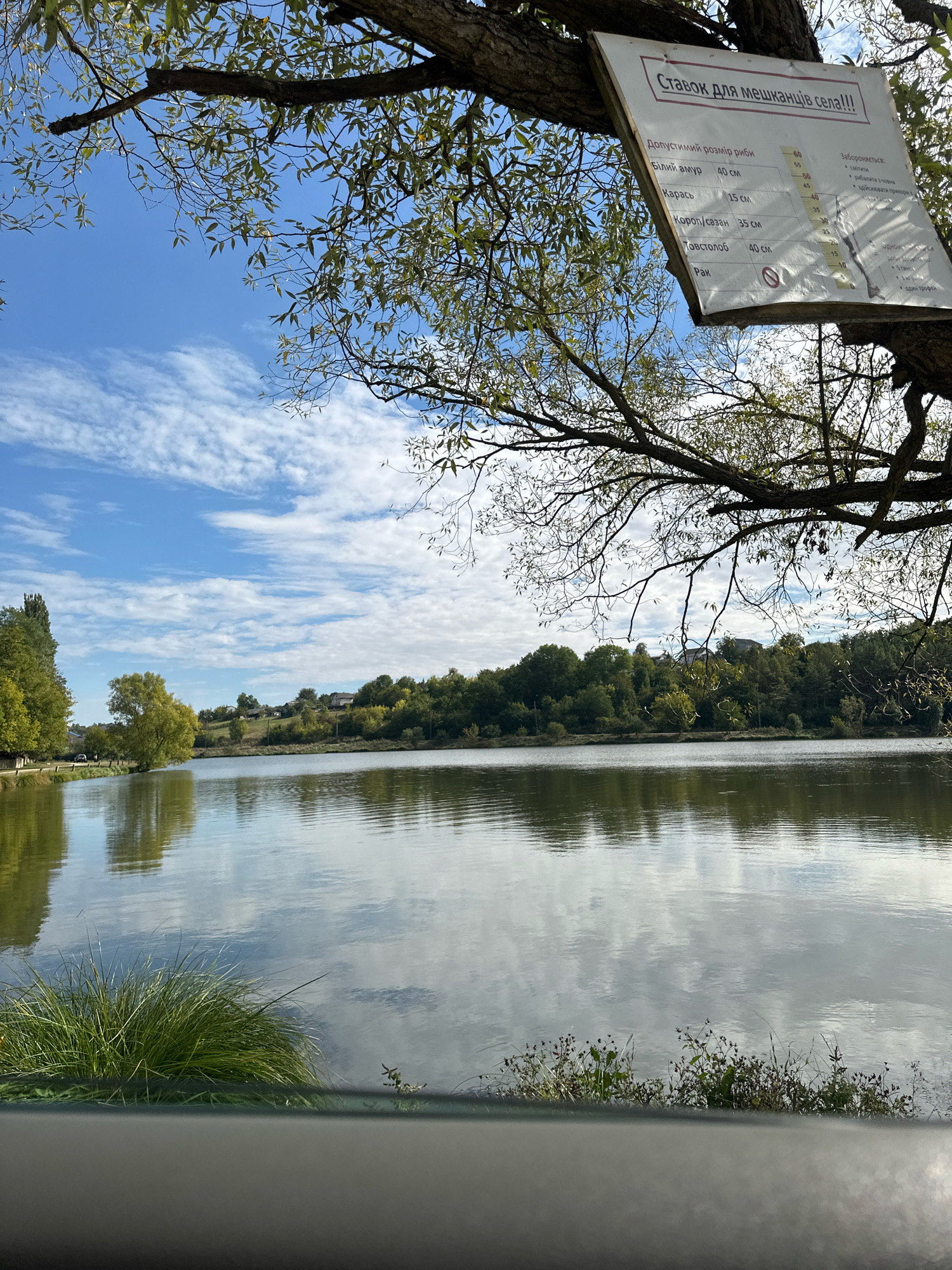 The image depicts a serene lake scene, likely in Makiv, Ukraine, under a bright blue sky with scattered clouds. In the foreground, a tree branch with green leaves hangs over the water, partially obscuring a white sign attached to it. The sign, written in Ukrainian, appears to be a set of fishing regulations, detailing permissible fish sizes and prohibited actions, possibly related to catch-and-release policies.
The lake itself is calm, reflecting the sky and the lush green trees that line the opposite bank. These trees form a dense backdrop, with some houses visible amongst them, suggesting a rural or semi-rural setting. The water's edge is bordered by green grass and some smaller plants. The overall impression is one of tranquility and natural beauty, with the sign providing a functional element within the landscape. There are no people or animals visible in the image.