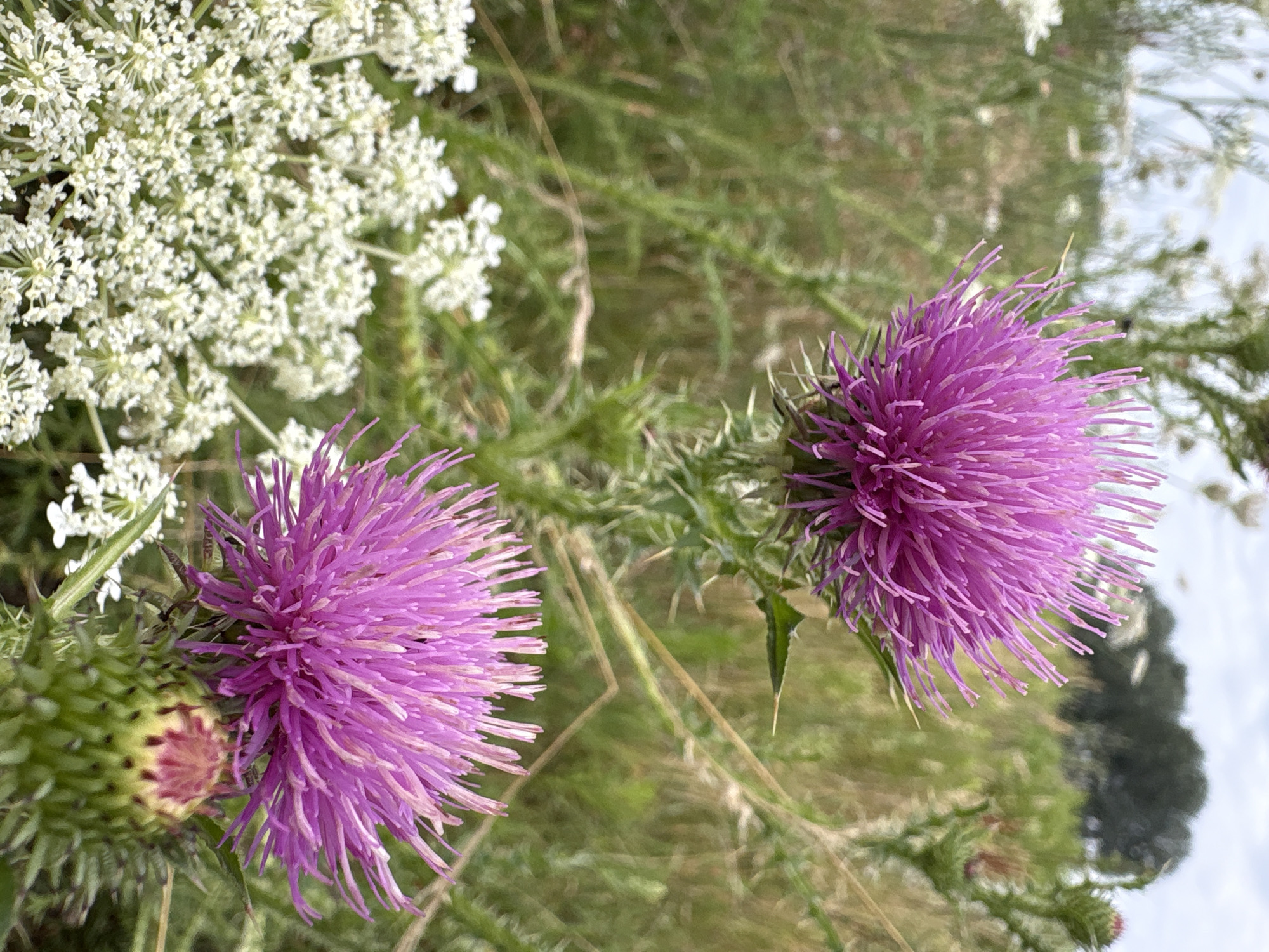 The image shows two purple thistle flowers in a field of green grass and white wildflowers. The thistles are in focus, with their spiky petals and green buds visible. The white wildflowers are out of focus in the foreground, and a blurred background of trees and a cloudy sky can be seen. There are no people or animals visible in the image, and no discernible actions or interactions are taking place. The scene appears to be a natural, outdoor environment. There is no specific information that would indicate the location is in Wrocław, Poland.