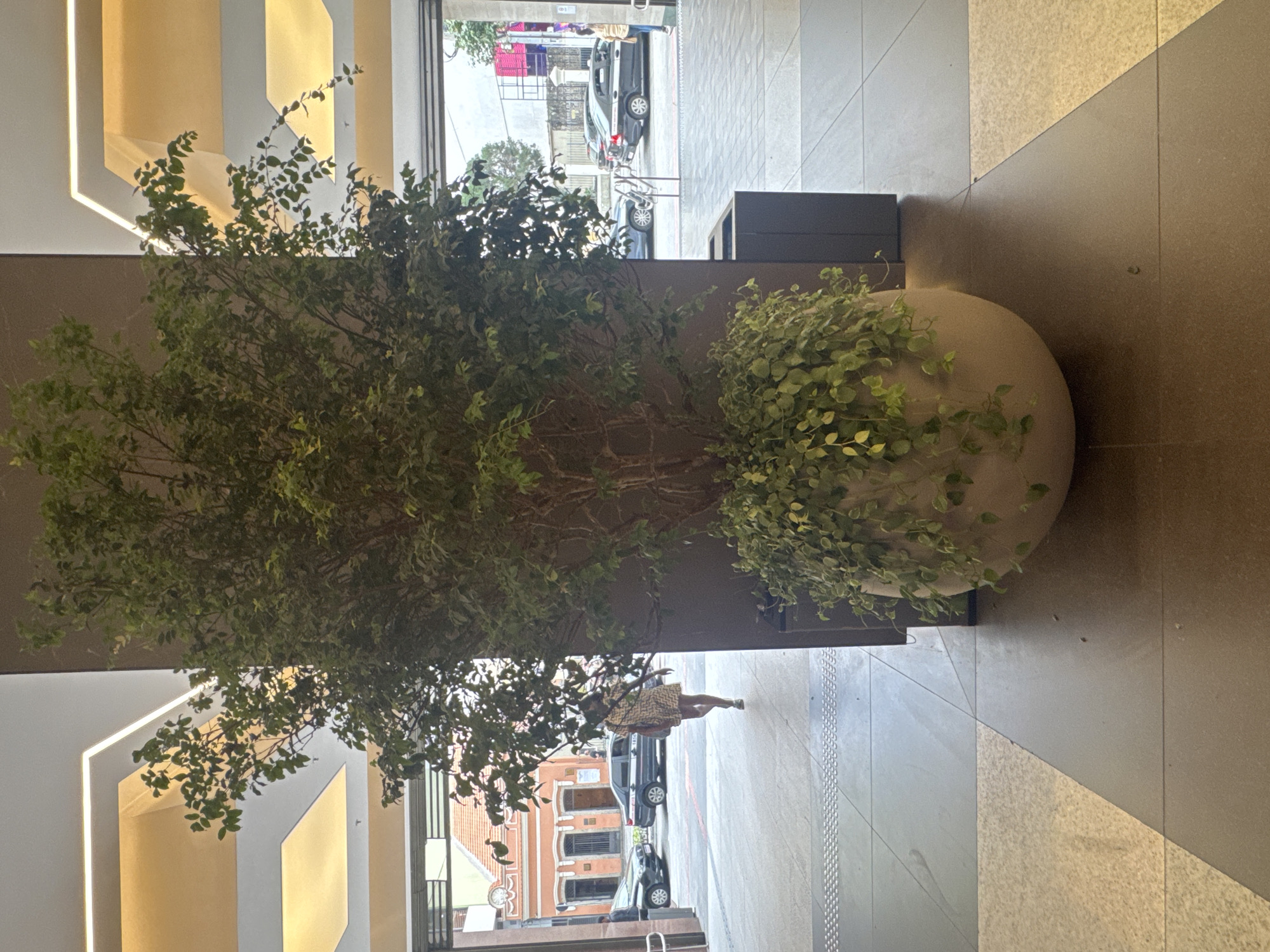 The image shows an indoor area with a large potted plant featuring a tree and trailing vines. The plant is situated in a round, beige pot, next to a dark rectangular planter or trash receptacle. The ceiling features recessed lighting with a warm glow.
Through an open doorway, a street scene is visible. Cars are parked on the street, and buildings with orange facades and windows are present. A person wearing a light-colored, patterned dress is walking away from the camera on the sidewalk. In the background, more cars and buildings are visible, with some signage in Portuguese. The flooring inside is tiled in shades of gray and beige. The overall impression is of a commercial or public indoor space opening onto a street in a Brazilian city.