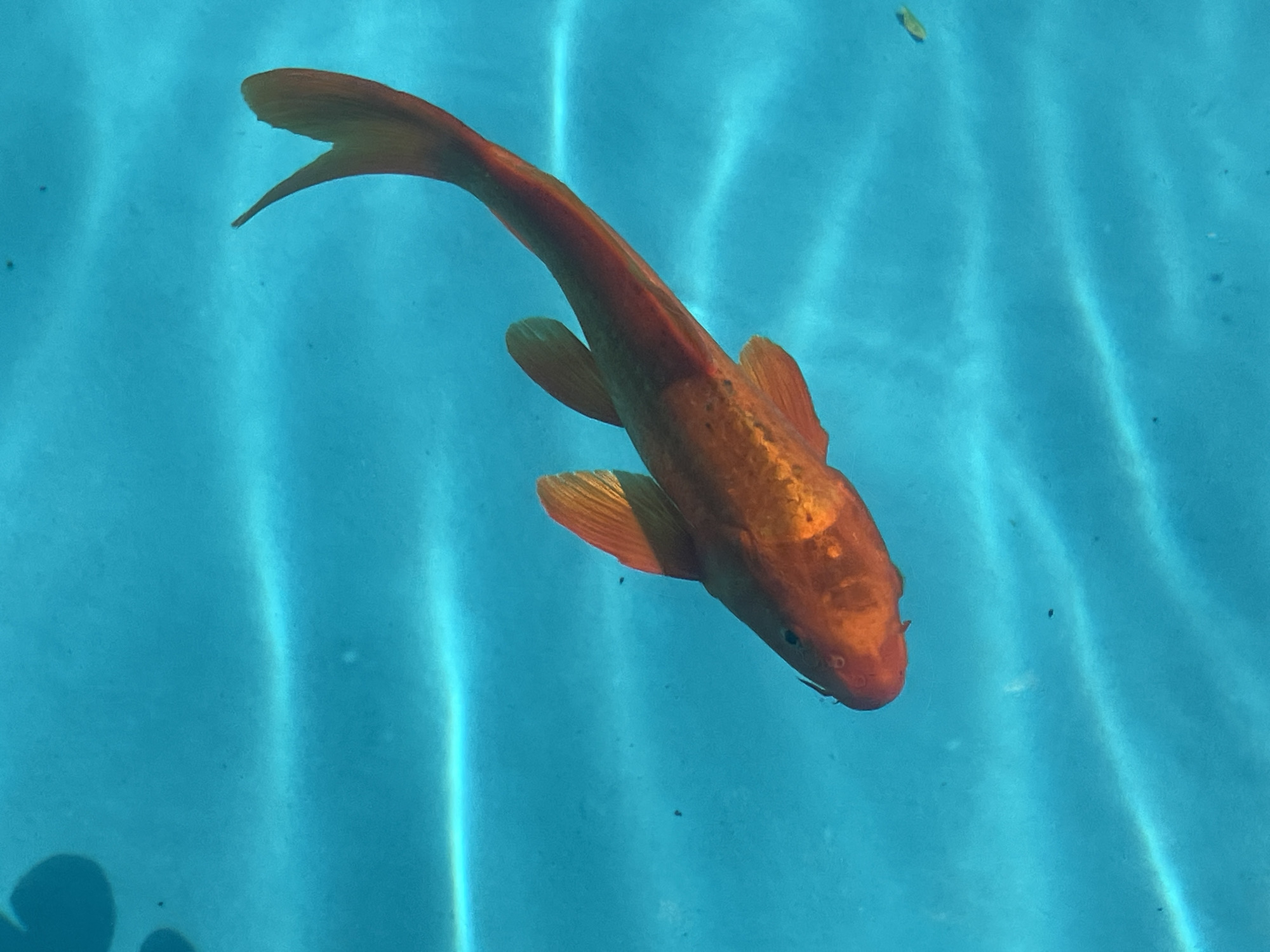 An orange koi fish swims in a clear turquoise pool. The fish is angled to the left, with its tail extending towards the upper right of the frame. Its body is speckled with darker markings. The sunlight refracts on the surface of the water, creating wavy patterns of light. The scene is an outdoor swimming pool, likely located in Sochi, Russia, given the bright, sunny conditions suggestive of a warm climate. There are no people or other visible subjects in the image.