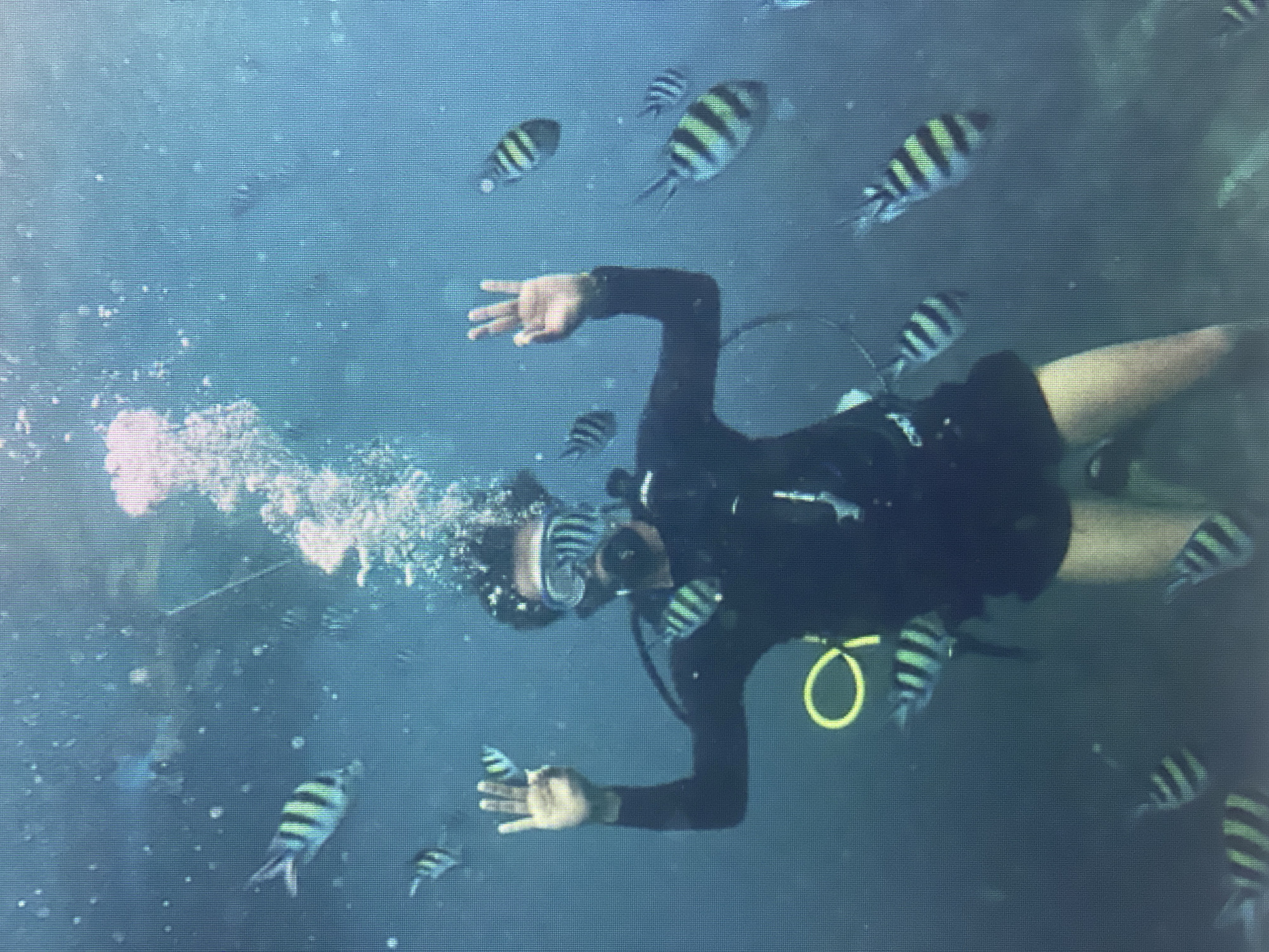 A scuba diver wearing a black wetsuit, mask, and breathing apparatus is underwater, surrounded by several small, striped fish. The diver's right hand is raised with fingers spread, and the left hand is slightly raised as well. Bubbles are rising from the diver's equipment. The environment appears to be a coral reef with limited visibility. The overall scene is captured in a medium shot, focusing on the diver and the surrounding marine life.