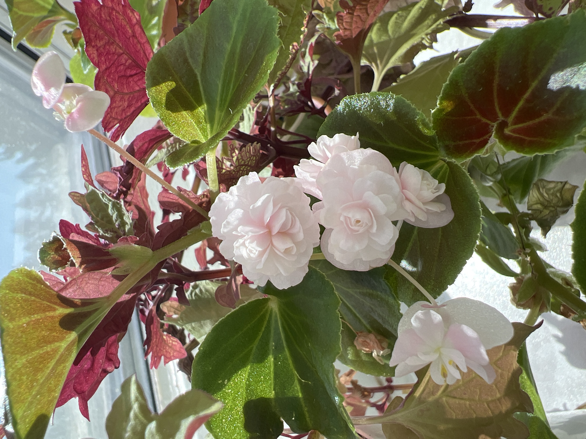 The image presents a close-up view of a vibrant flowering plant, identified as a begonia, thriving indoors. Prominently featured are several delicate, light pink flowers, some fully bloomed with ruffled, double-petaled forms, while others are smaller or less open, revealing hints of yellow stamens at their centers.
The foliage is a striking blend of colors, with large leaves displaying shades of green and deep reddish-maroon. Many leaves are a rich green, often with a slightly velvety texture visible where light catches them, and pronounced vein patterns. Other leaves and stems are a vivid reddish-maroon, particularly noticeable on the undersides or where sunlight highlights their color. Some leaves show a clear variegation, transitioning between green and red hues.
The scene is brightly lit by natural light, originating from the left and background, suggesting the plant is positioned near a window. The background is softly blurred, appearing as diffuse white and light blue, consistent with an indoor setting looking out onto a bright sky or light-colored curtain. No people or visible text are present. The strong illumination indicates it is daytime. Based on the provided context, the plant is located in Sanatoriya Yumatovo Imeni 15-Letiya Bassr, Russia.