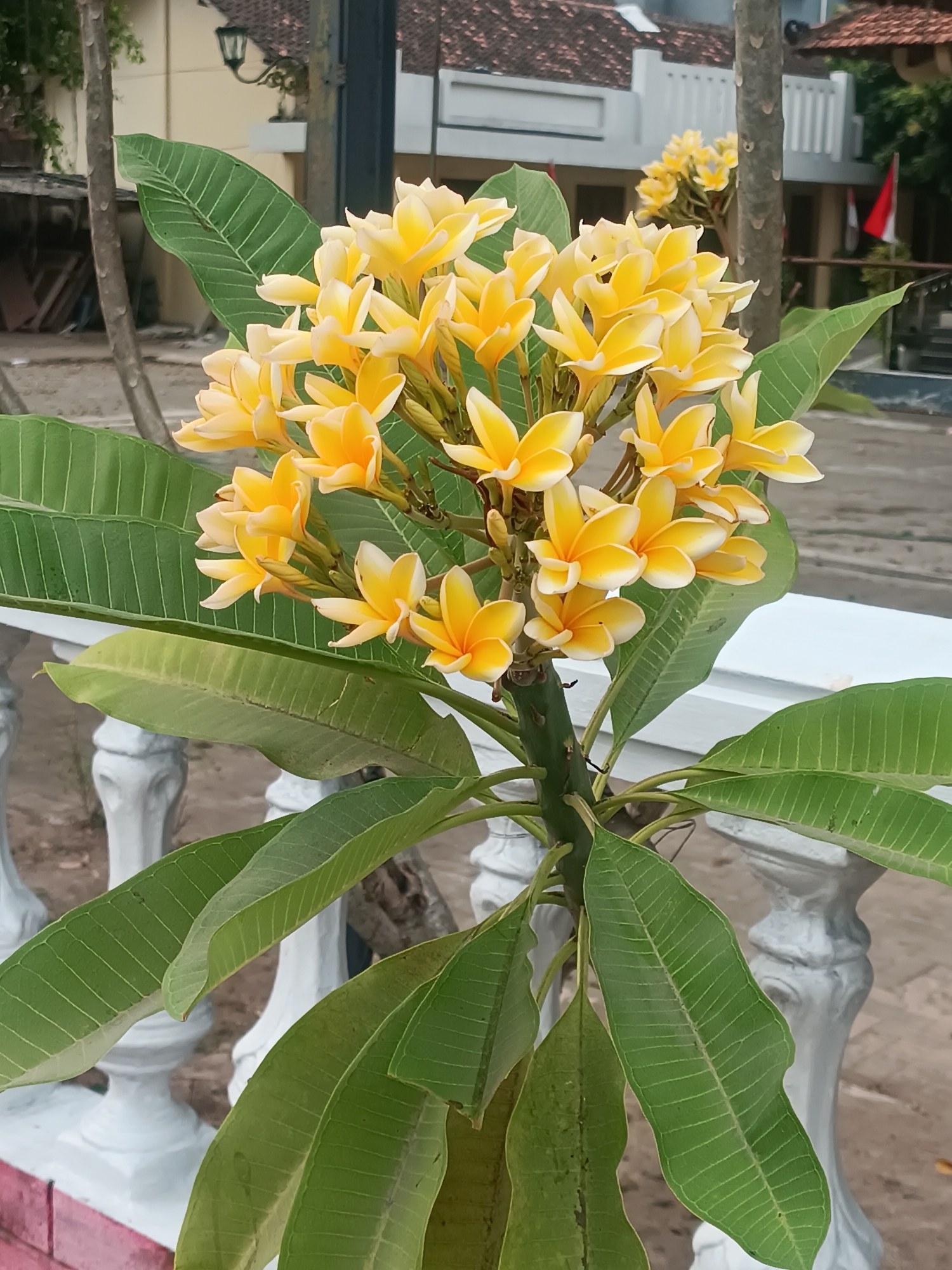 In the city of Pleret, Indonesia, a cluster of yellow and white frangipani flowers bloom, their delicate petals slightly curved and pointed. The flowers are arranged in a dense bunch atop a thick green stem, with large, elongated green leaves fanning out below. The frangipani plant is positioned in front of a white decorative railing, which appears to be made of plaster or concrete with ornate carved details.
In the background, several buildings with terracotta-tiled roofs are visible. One building has a white facade and a dark-colored lamp mounted on its exterior. Another building is partially visible, with red and white flags displayed on poles. The ground in the background is paved, with some areas appearing dusty or sandy. The overall environment suggests an outdoor setting, possibly a garden or courtyard, in a residential or public area.