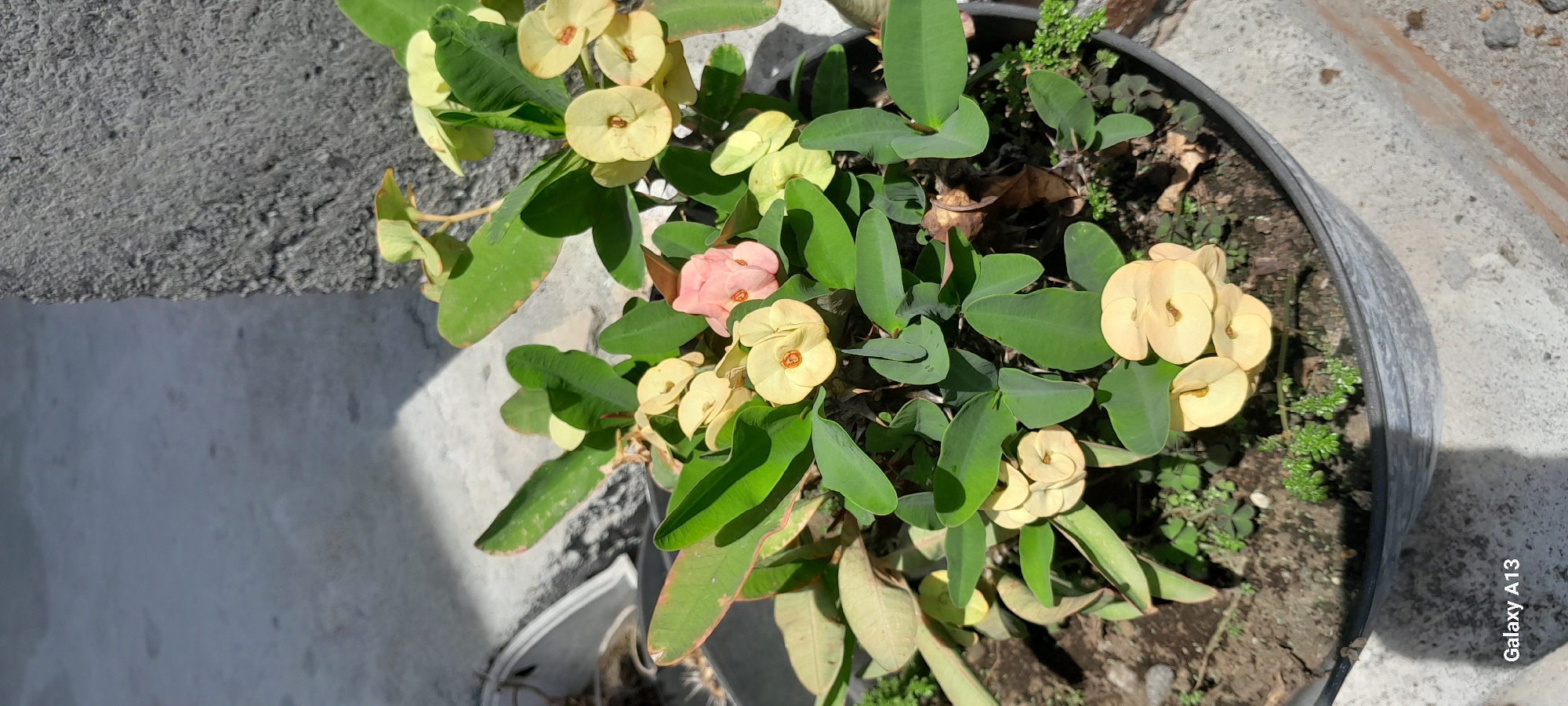 A close-up shot focuses on a potted plant with lush green leaves and small, light-colored flowers. One flower cluster on the right exhibits multiple pale yellow blooms, each with a distinct reddish-brown center. To the left and below, another cluster of similar pale yellow flowers is visible. In the upper center, a single delicate pink flower stands out amidst the foliage. The plant is housed in a dark gray pot, which sits on a concrete surface. In the background, a textured gray wall is partially visible, with shadows cast by sunlight creating a stark contrast. The lower left corner of the image displays the text "Galaxy A13." The overall scene suggests an outdoor setting, possibly a courtyard or balcony, in a location that has a bright, sunny climate. While the specific location in Bireuenmeunasahreuleut, Indonesia, cannot be definitively determined from the image alone, the presence of such a plant and the ambient light conditions are consistent with tropical or subtropical environments.