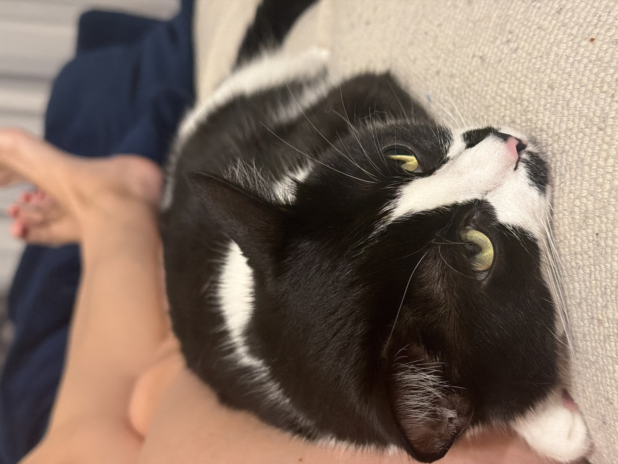 This indoor photograph captures a black and white tuxedo cat resting on a person's leg or lap. The cat is the primary subject, positioned centrally and looking upwards with bright yellow-green eyes. Its fur is predominantly black, with distinct white markings on its chest, muzzle, and paws, alongside a small pink nose and long white whiskers. The cat appears relaxed and content, with its head slightly tilted.
Part of a human's lower leg and foot is visible in the lower-left portion of the image, serving as a soft support for the cat. The human has fair skin, and their toenails are painted red. In the background, out of focus, is a textured light-colored fabric, likely a couch or bed, along with a dark blue piece of fabric, possibly clothing or a blanket.
The lighting suggests an indoor setting, likely during the day, creating soft illumination that highlights the cat's features. There are no explicit visual cues within the image to indicate the provided location context of Belgrade, Serbia. The scene evokes a calm and affectionate moment between a pet and its owner. There is no visible text in the image.