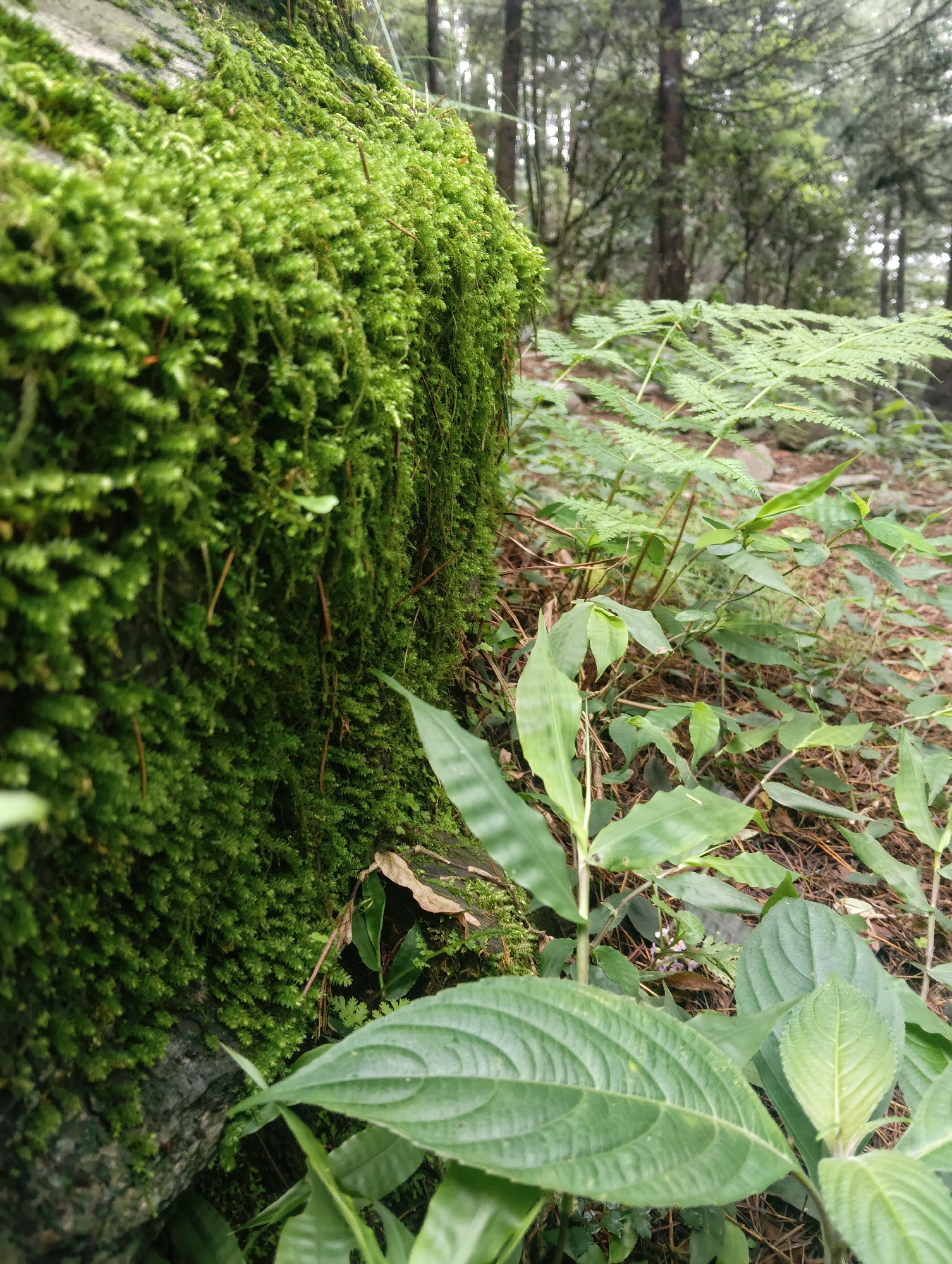 The image captures a close-up view of a moss-covered rock face on the left, with a forest floor and trees in the background. The moss is vibrant green and covers the rock densely, with some thin, brown tendrils hanging down. In the mid-ground, there are several types of plants, including ferns with delicate fronds and broader-leafed plants. The ground is covered with fallen leaves and pine needles, typical of a forest environment. The background consists of tall, slender trees, with a slightly hazy and diffused light suggesting an overcast day or a shaded area within the forest. The overall scene conveys a sense of natural tranquility and lush greenery. The location is identified as Haini, India.