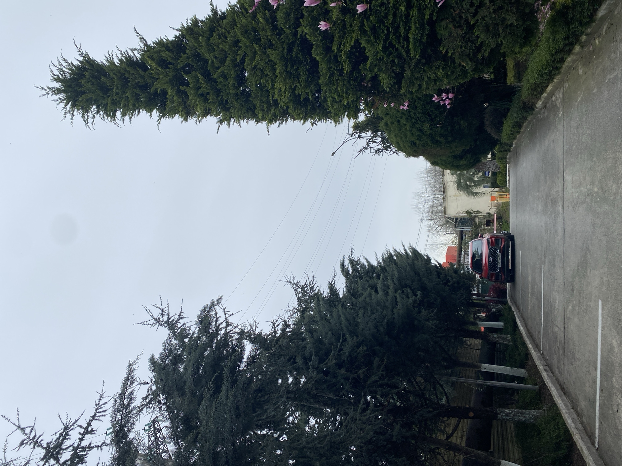 The image shows a street scene in Sochi, Russia. A red car is parked on the right side of the road, aligned with parking lines. Tall, green trees line both sides of the road, creating a narrow corridor. Overhead power lines are visible against the overcast sky. The street appears to be paved with concrete. The architecture visible in the background includes buildings with red and white elements.