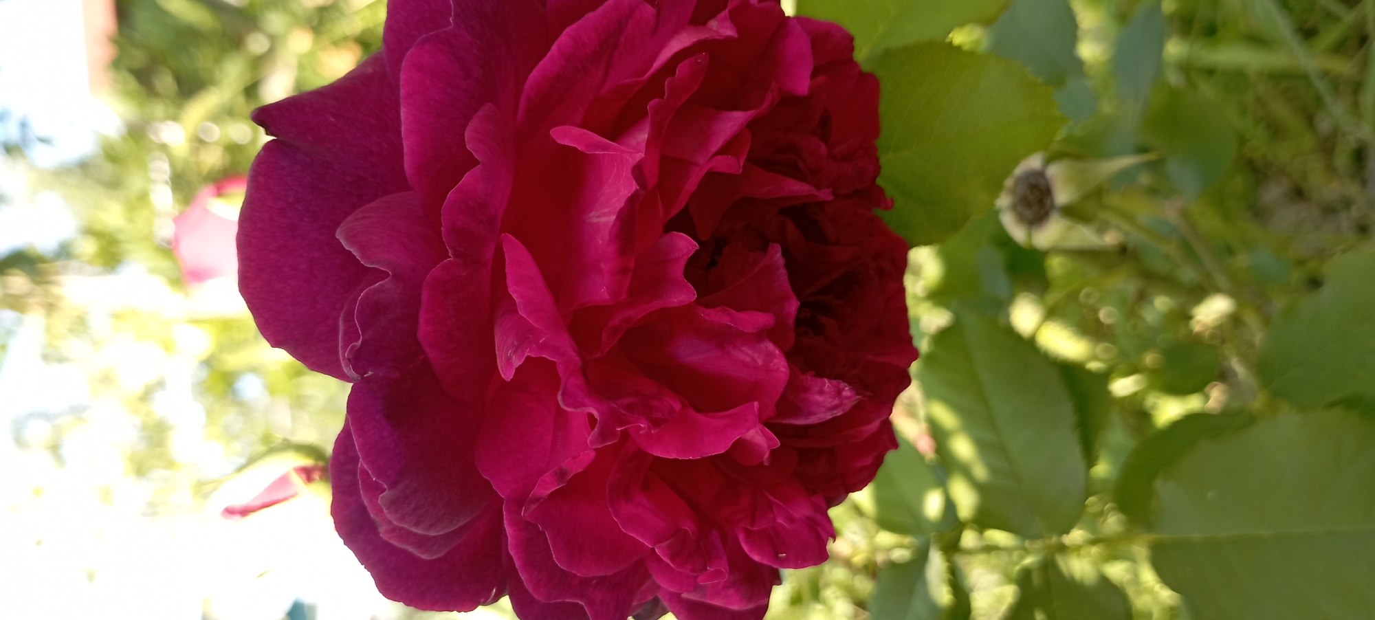 A close-up, vertical, eye-level shot captures a lush, deep pink rose in bloom against a softly blurred background of greenery and sunlight. The rose is heavily petaled, with each petal showcasing delicate ruffles and a velvety texture. The petals overlap, creating a sense of depth and fullness within the bloom. Hints of lighter pink and dark red veins are visible within the petals, adding to their intricate detail. In the lower portion of the image, a small, wilted flower bud with green sepals is visible. The surrounding leaves are a vibrant green, with sunlight dappling through them, creating a bokeh effect of light circles. The overall impression is one of natural beauty and organic form, with the focus sharply on the vibrant rose. The location is unknown.