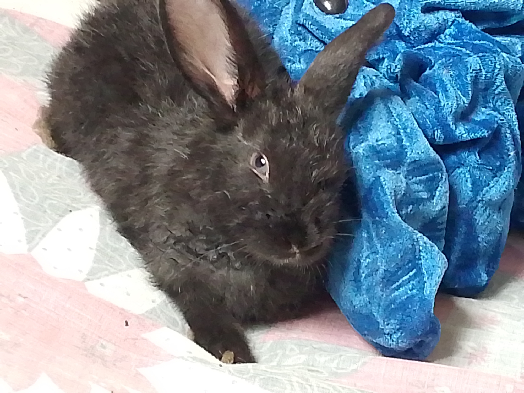 A dark gray/black rabbit with long ears sits on a patterned blanket next to a blue, crumpled piece of cloth. The blanket has a pattern of white triangles with pink stripes in between. The rabbit is facing forward, and its left front paw is visible. The background is out of focus. There is no evidence to suggest the location of Juan Griego, Venezuela.