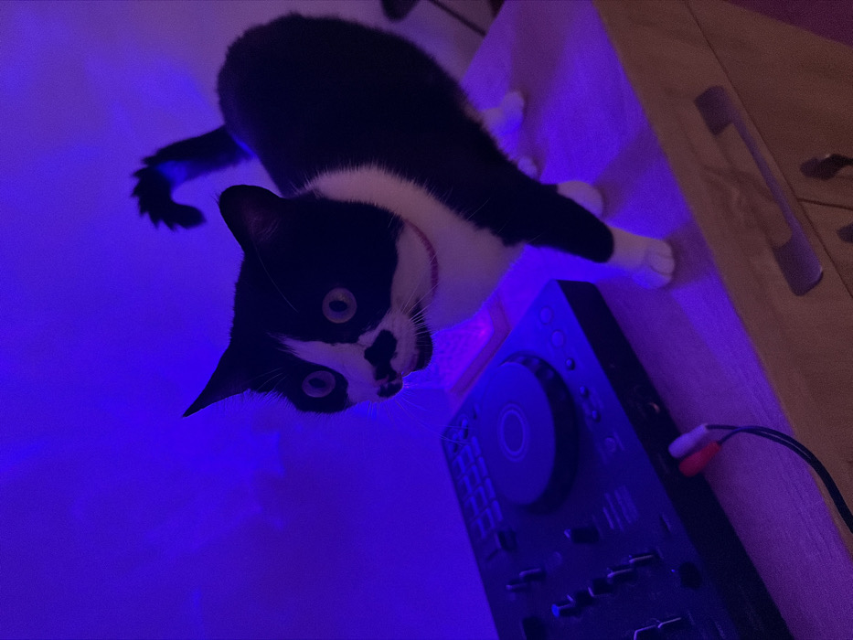 A tuxedo cat with a white chest and paws peers into the camera from a low angle, bathed in blue light. The cat's face has a black patch around the nose and a white marking above its left eye. It stands on a light brown surface beside a black DJ controller with a circular jog wheel and red and white RCA cables plugged into it. The lighting is intense, with a dominant blue hue.