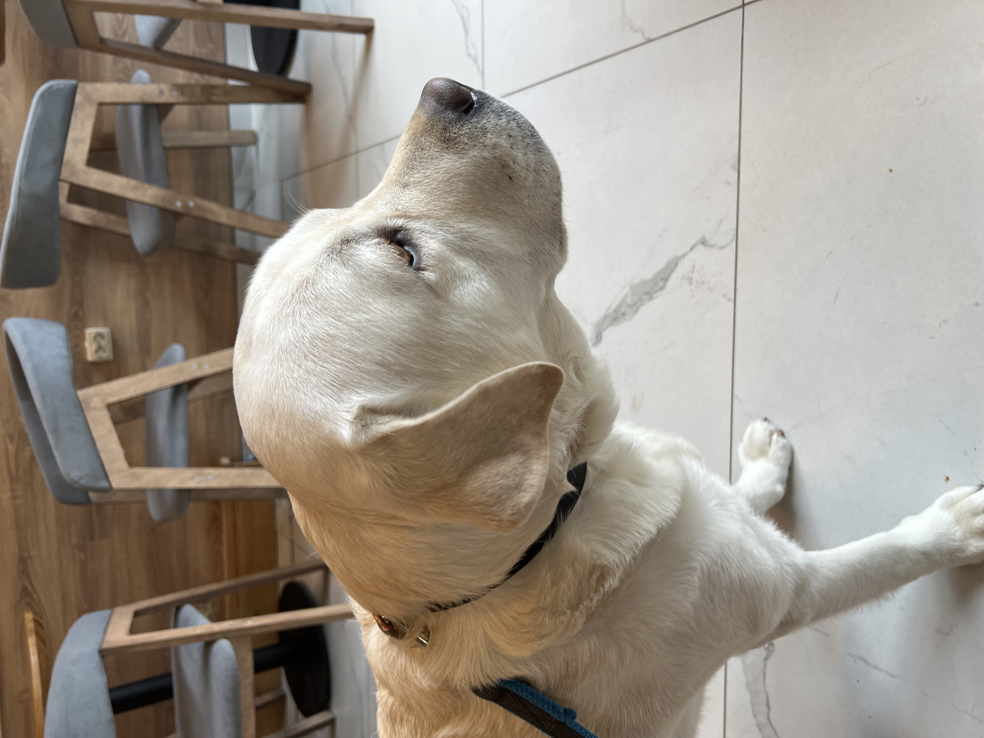 A light-colored Labrador retriever dog, likely white or yellow, is the central subject of this indoor, high-angle shot. The dog is positioned with its body partially visible, extending from the bottom right towards the center, while its head is tilted sharply upwards, snout pointing towards the top left corner of the frame. Its dark brown eyes are focused intently upwards, suggesting curiosity or anticipation. The dog wears a black collar, with a blue leash partially visible near its chest. One front paw is extended onto a light-colored, veined tiled floor, which occupies the right half of the image. The left half features a warm-toned wooden floor and wall, against which several minimalist wooden chairs with grey fabric seats are stacked or arranged. A white power outlet is visible on the wooden wall. The scene is brightly lit, indicating an indoor daytime setting. No visible text is present. The image captures a moment of canine attention in Mytishchi, Russia.