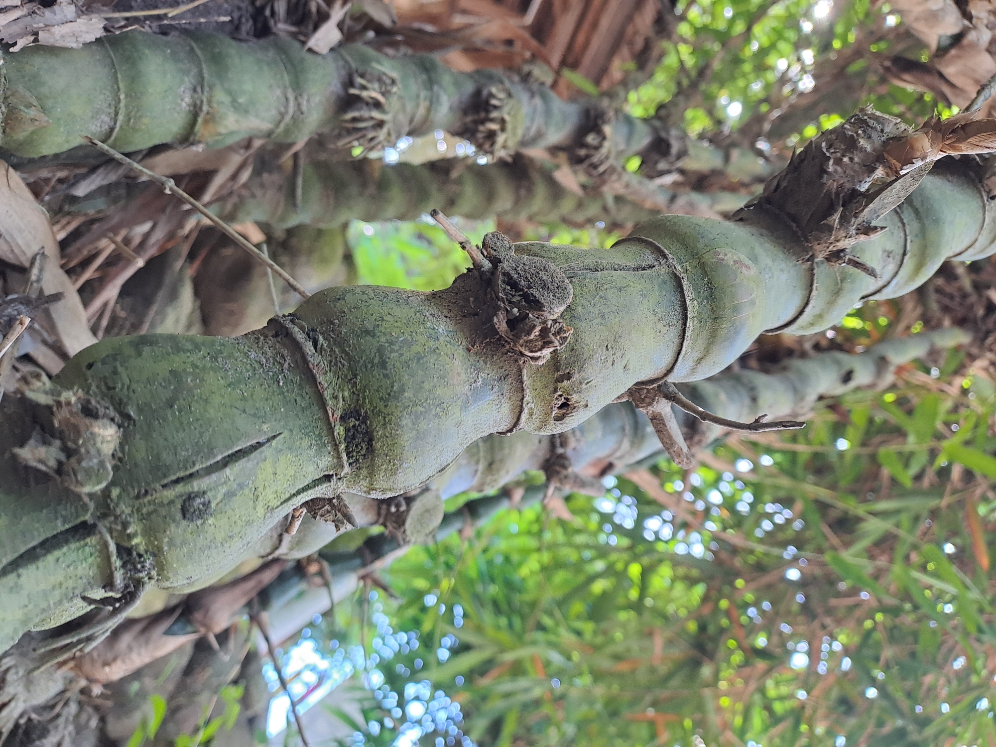 A close-up, low-angle shot showcases the textured, segmented stalks of bamboo trees in Geulanggang Baro, Indonesia. The foreground is dominated by a thick, green bamboo stalk, its surface covered in moss and rough patches. Several nodes are visible, creating a bulbous appearance. Small, dried roots and remnants of dried leaves cling to the stalk. Behind it, other bamboo stalks are visible, also showing their segmented structure and green coloration. The background consists of blurred green foliage, with small, bright bokeh lights suggesting sunlight filtering through the leaves. Dried leaves and debris are scattered on the ground around the base of the bamboo. No people are present in the image, and the scene appears to be a natural outdoor environment.