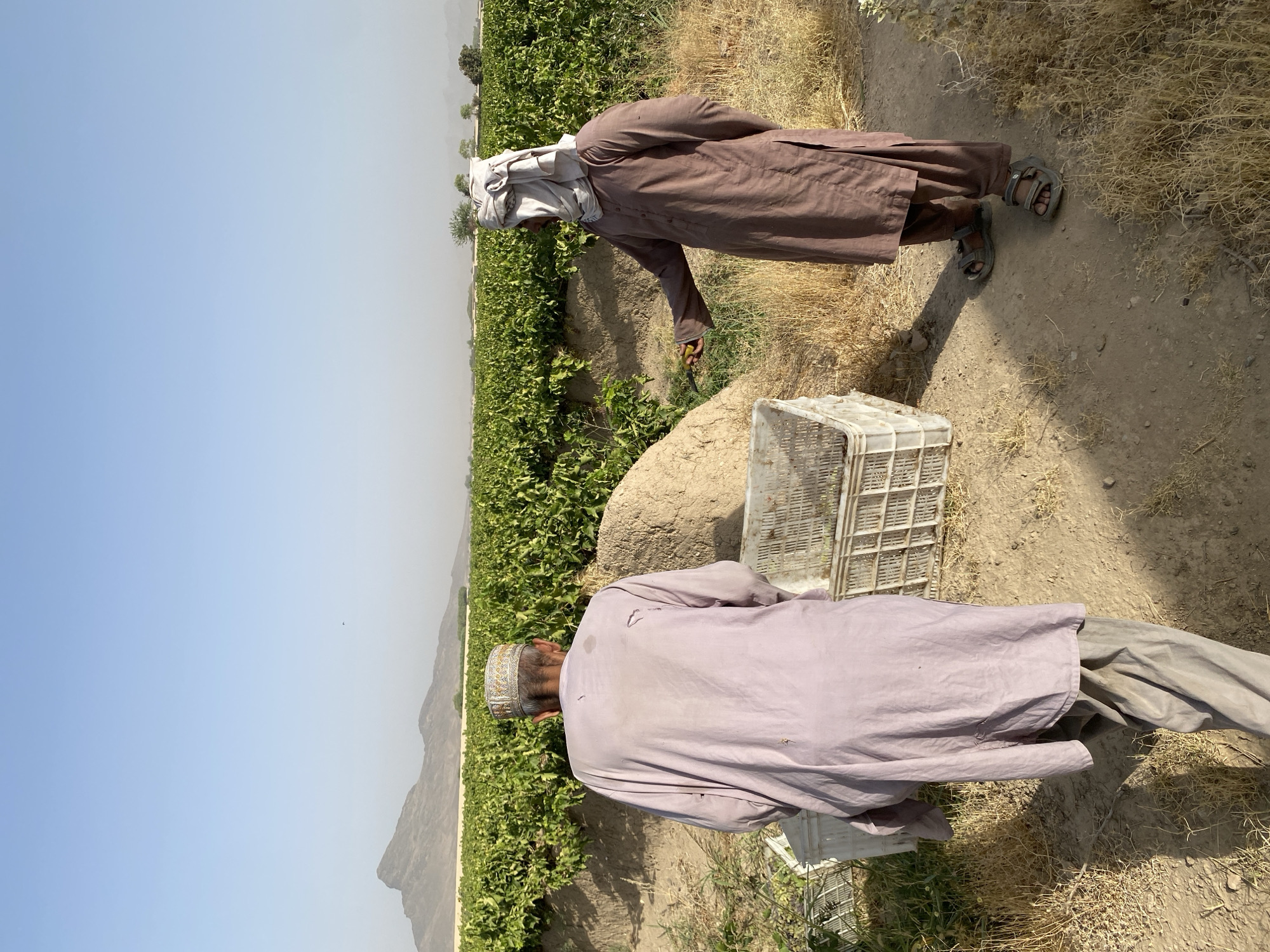 In Senjaray, Afghanistan, two men are depicted in a vineyard under a clear, hazy sky. The man on the left, facing away from the camera, wears a light purple tunic and pants, topped with a patterned cap. The man on the right, facing left, is dressed in a brown tunic and pants, with a light-colored turban wrapped around his head. He holds a small yellow object, possibly fruit, and a knife in his right hand, and appears to be engaged in harvesting. In the foreground, two white plastic crates are visible on the dry, sandy ground, one of which contains harvested produce. A mound of dry earth is situated between the two men, and the background is dominated by rows of lush green grapevines stretching towards a distant mountain range. The scene suggests a rural agricultural setting engaged in the harvest season.