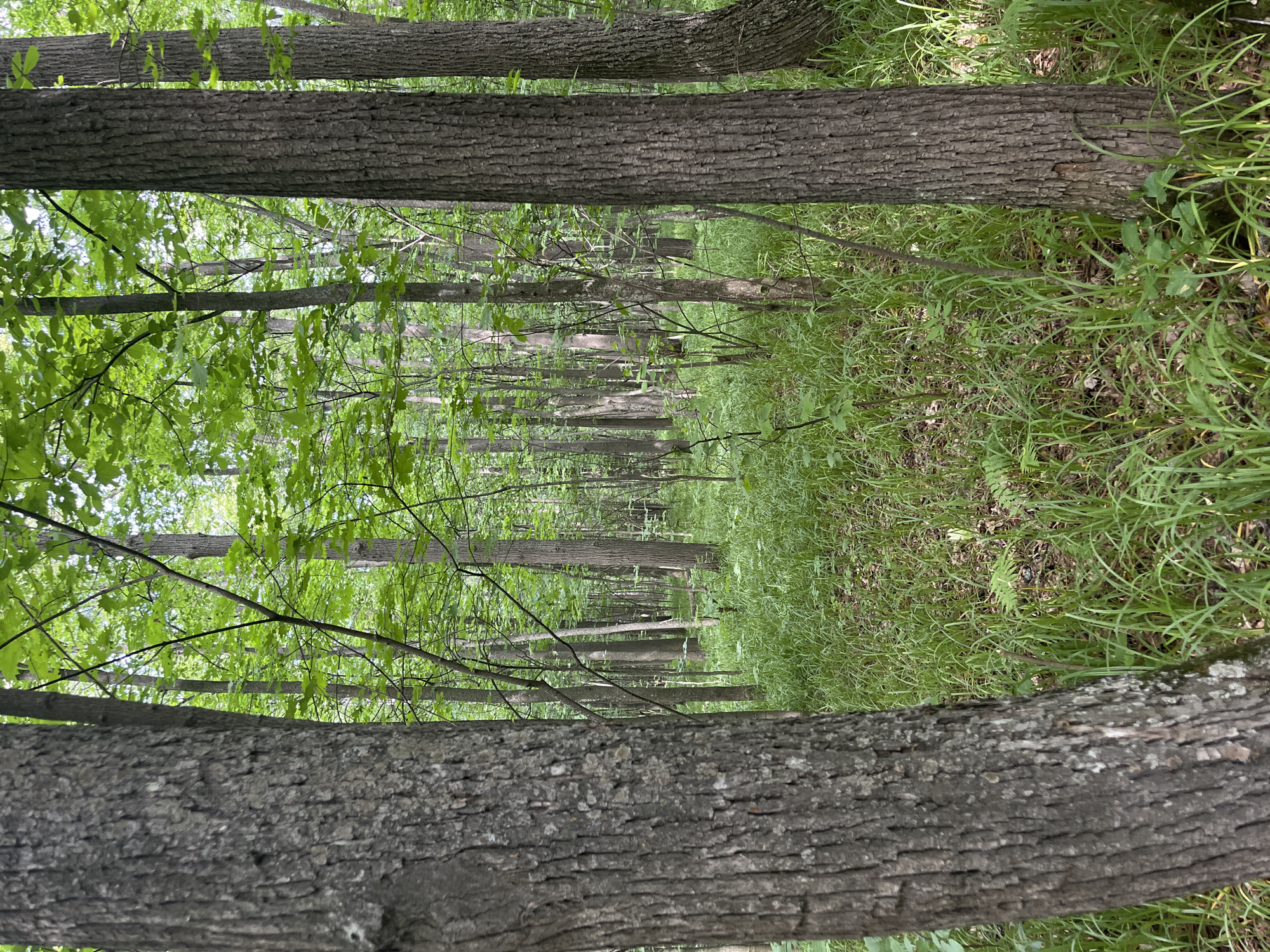 The image depicts a forest scene in Vasilyevo, Russia. The foreground is dominated by the textured bark of a large tree on the left side, with a similar, slightly thinner tree trunk to its right. The ground is covered in lush green grass and some scattered fallen leaves. In the background, numerous slender tree trunks rise towards a canopy of vibrant green leaves, creating a dense, verdant atmosphere. The lighting suggests a daytime scene, with dappled sunlight filtering through the foliage.