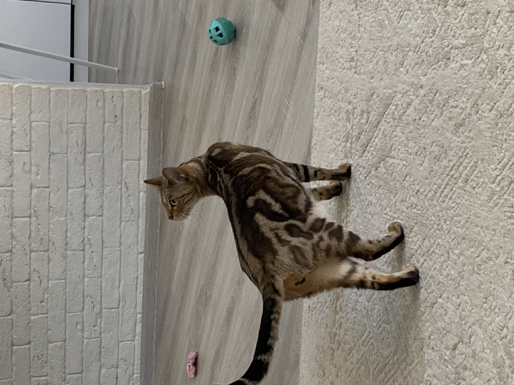 A Bengal cat with brown and black spotted fur stands on a beige carpet, facing away from the camera and looking upwards towards the right. The cat's tail is extended and also spotted. In the background, a light grey laminate floor meets a white brick wall. A small pink toy is visible on the floor to the left, and a blue, hollow ball is on the floor to the right. The scene appears to be an indoor setting, possibly a living room or play area. There is no indication of the cat's location in Chaikovsky, Russia, or any other specific city.